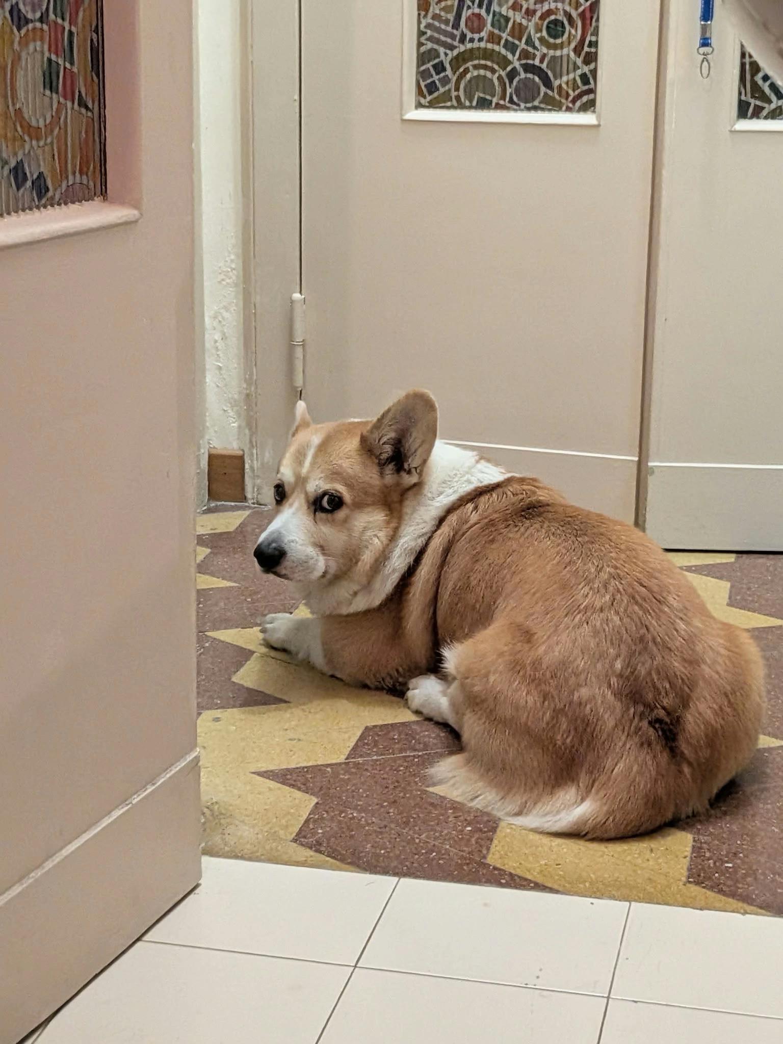 @Cheddar the Corgi