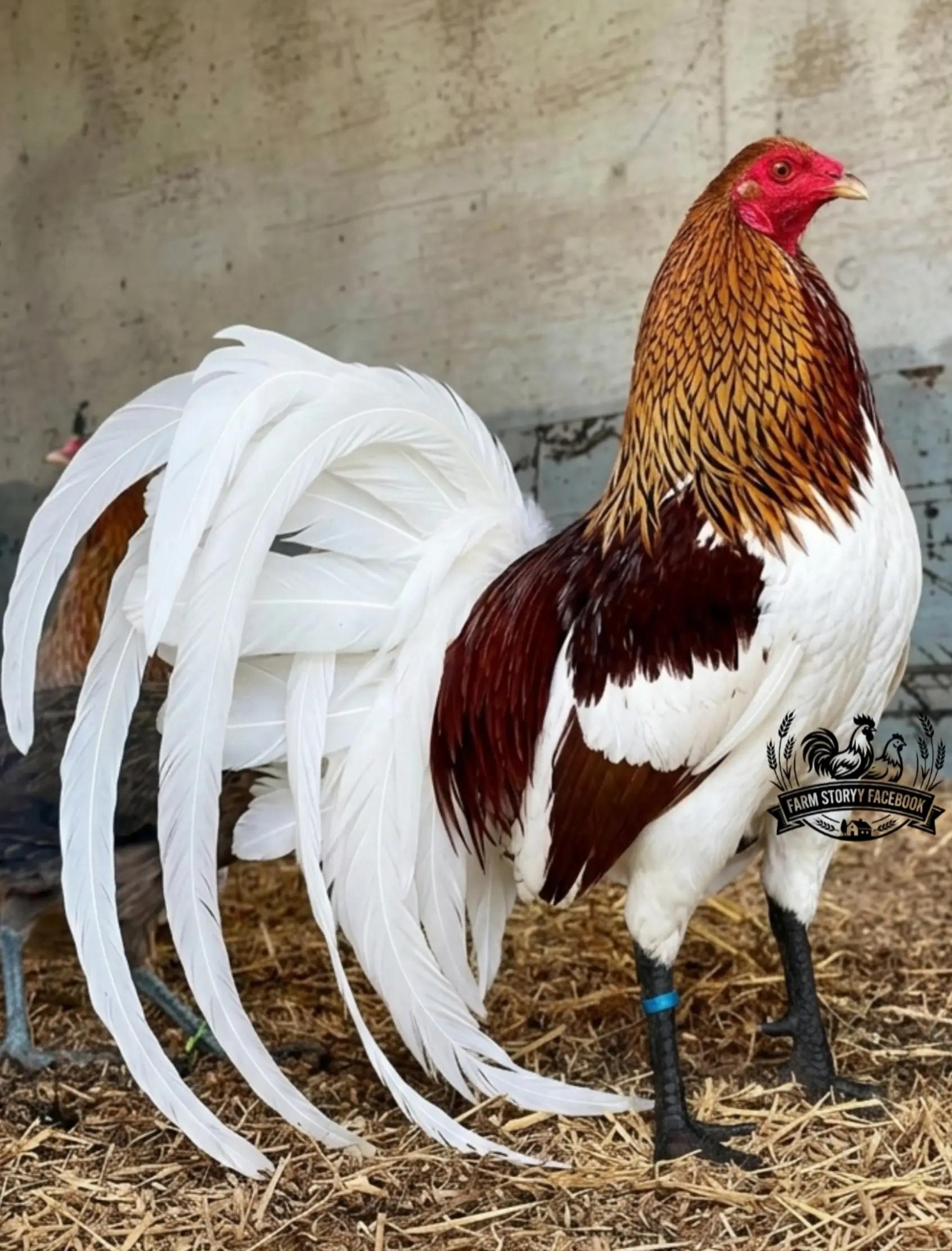 @Gamefowl Story