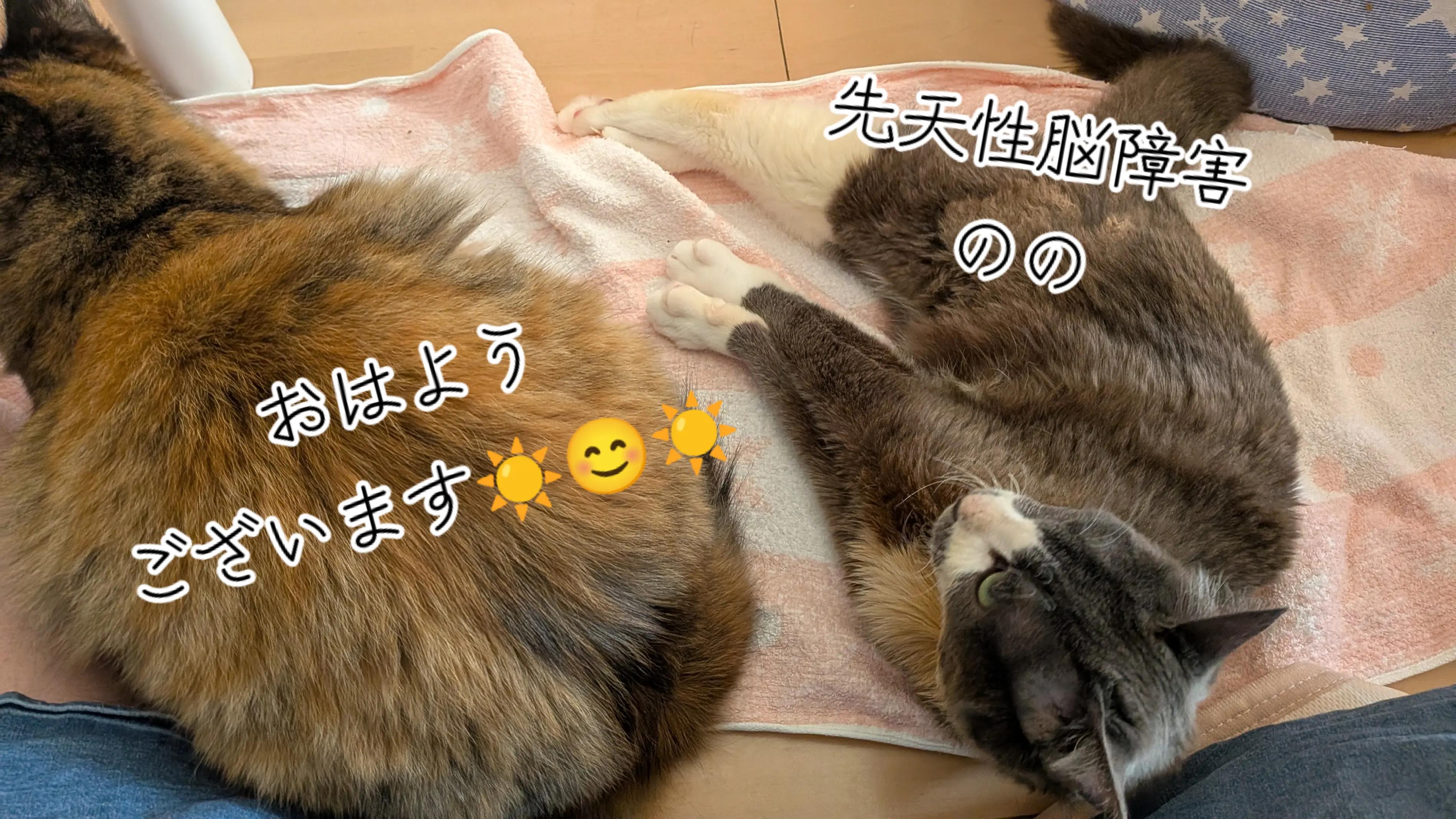 @てんきな