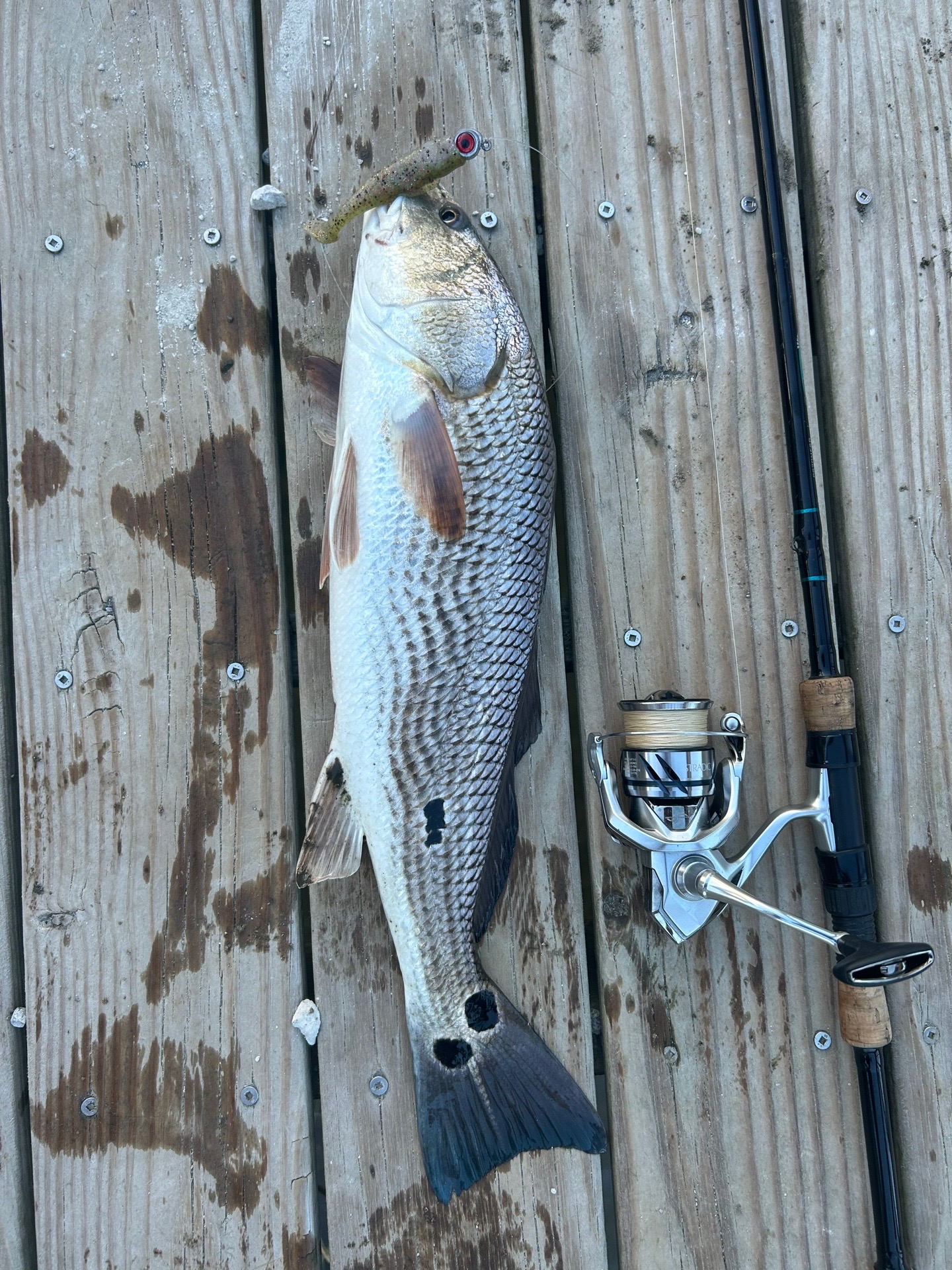 @HookedupSean🦈