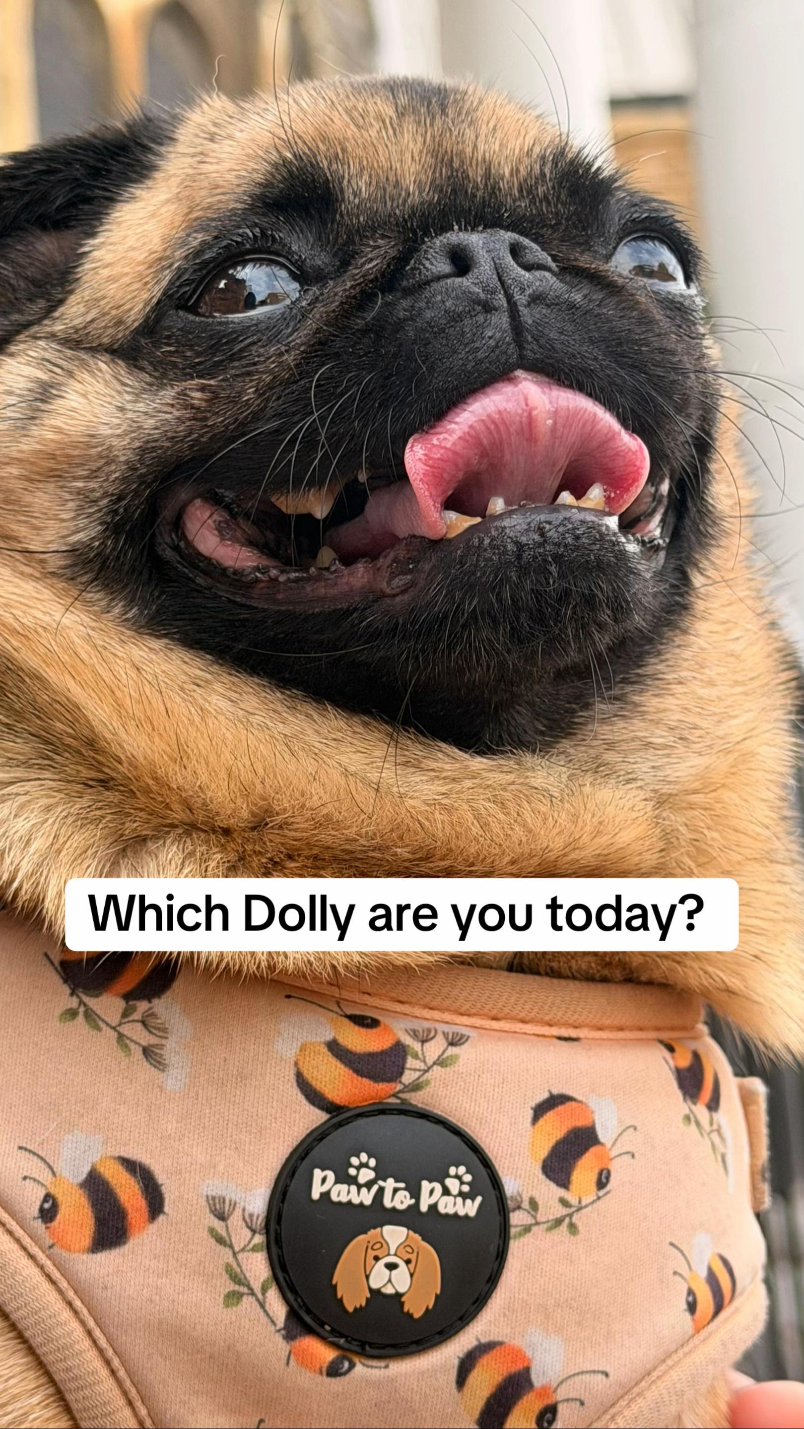 @Dolly the Priffon ๐ถ๐พ