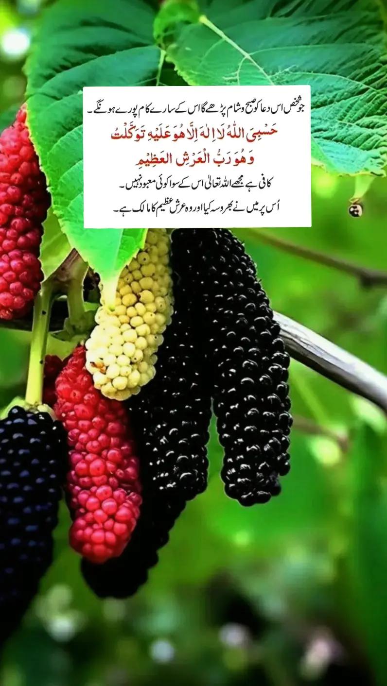 @dilmuhammad