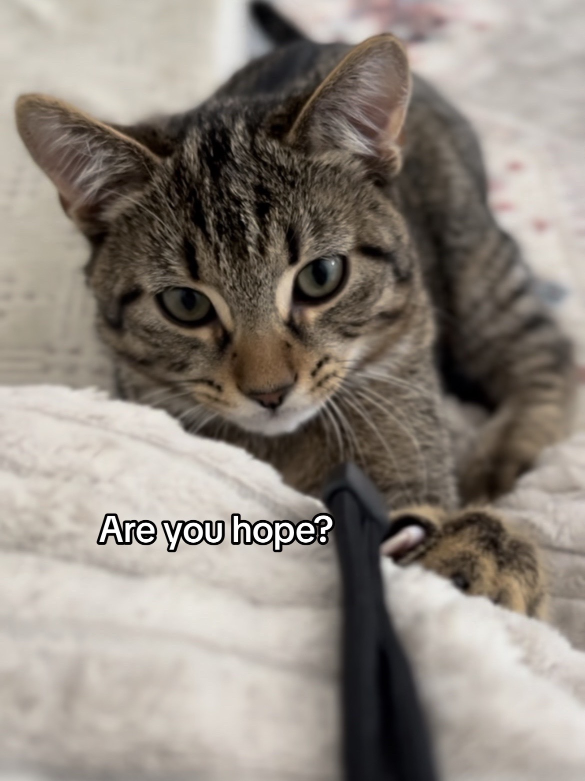 @Haadi 🐱