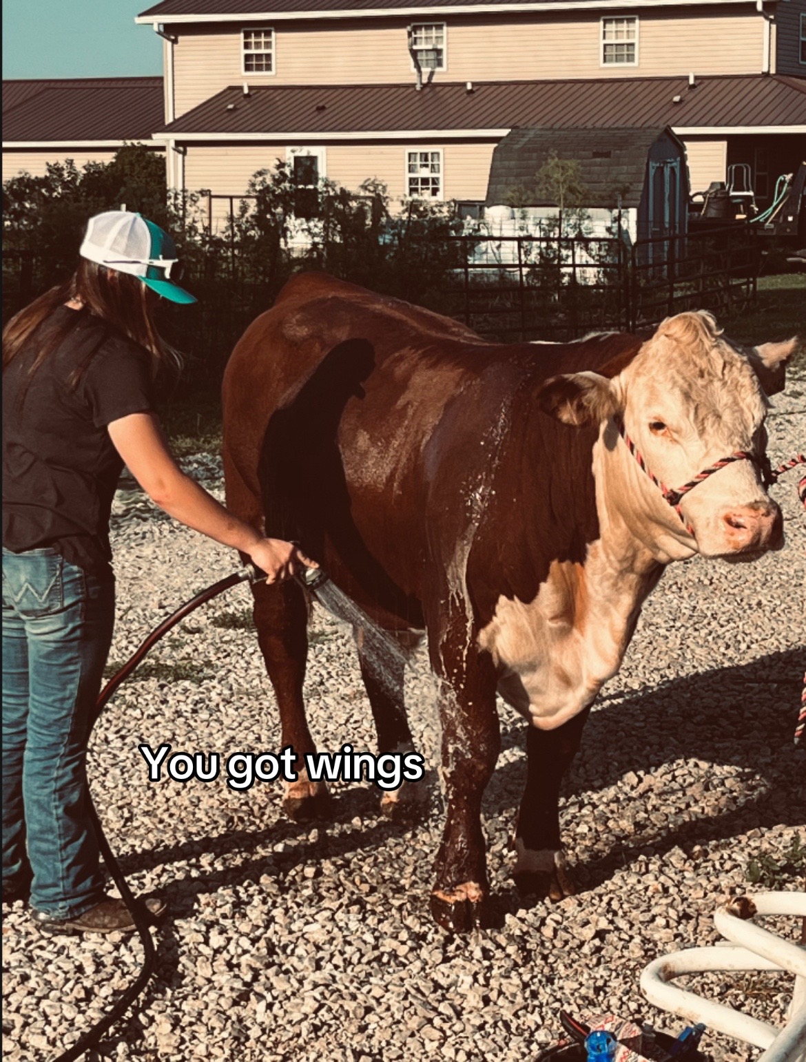 @Sylvia🐄