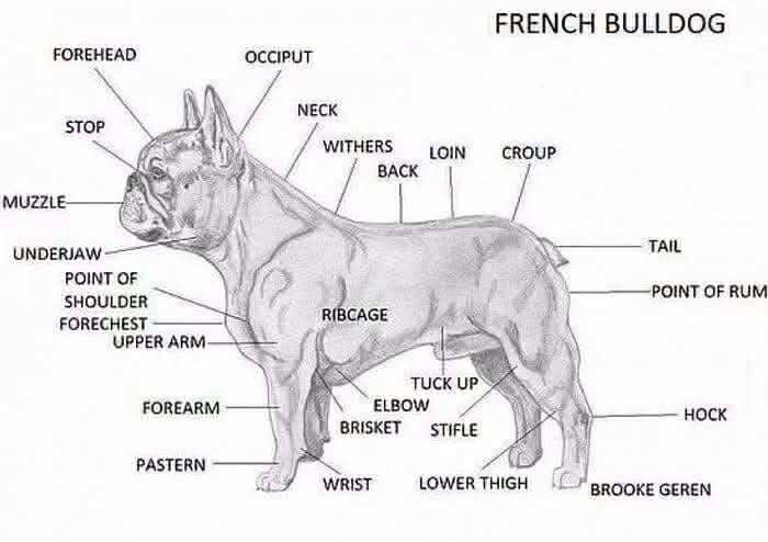 @OGMasterOfAllBulldogs