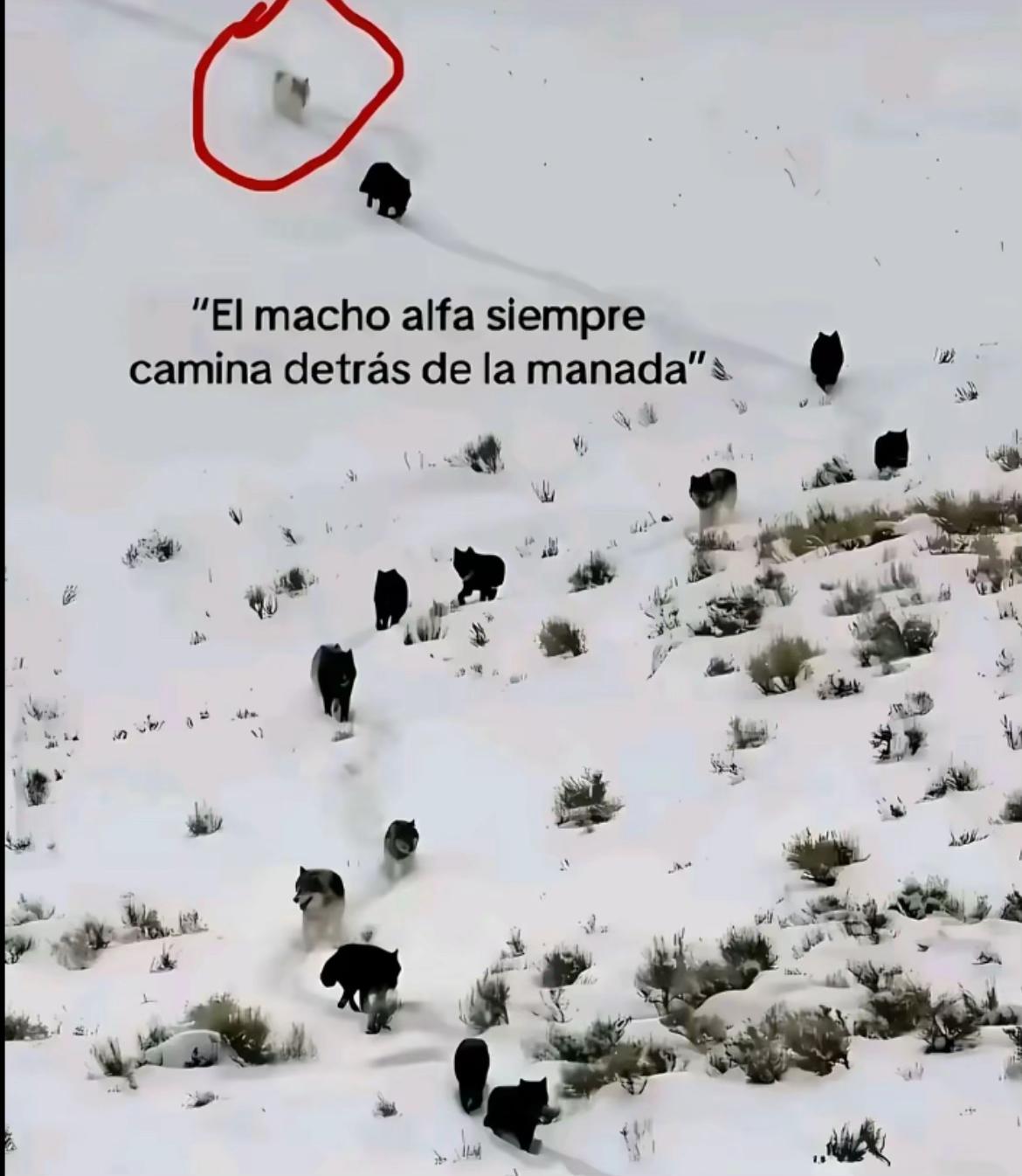 @Els sepions