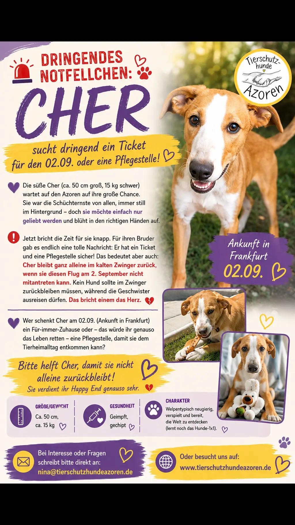 @Tierschutzhunde-Azoren