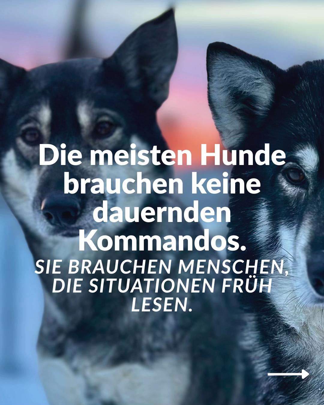 @Mehrere Hunde, ein Team!