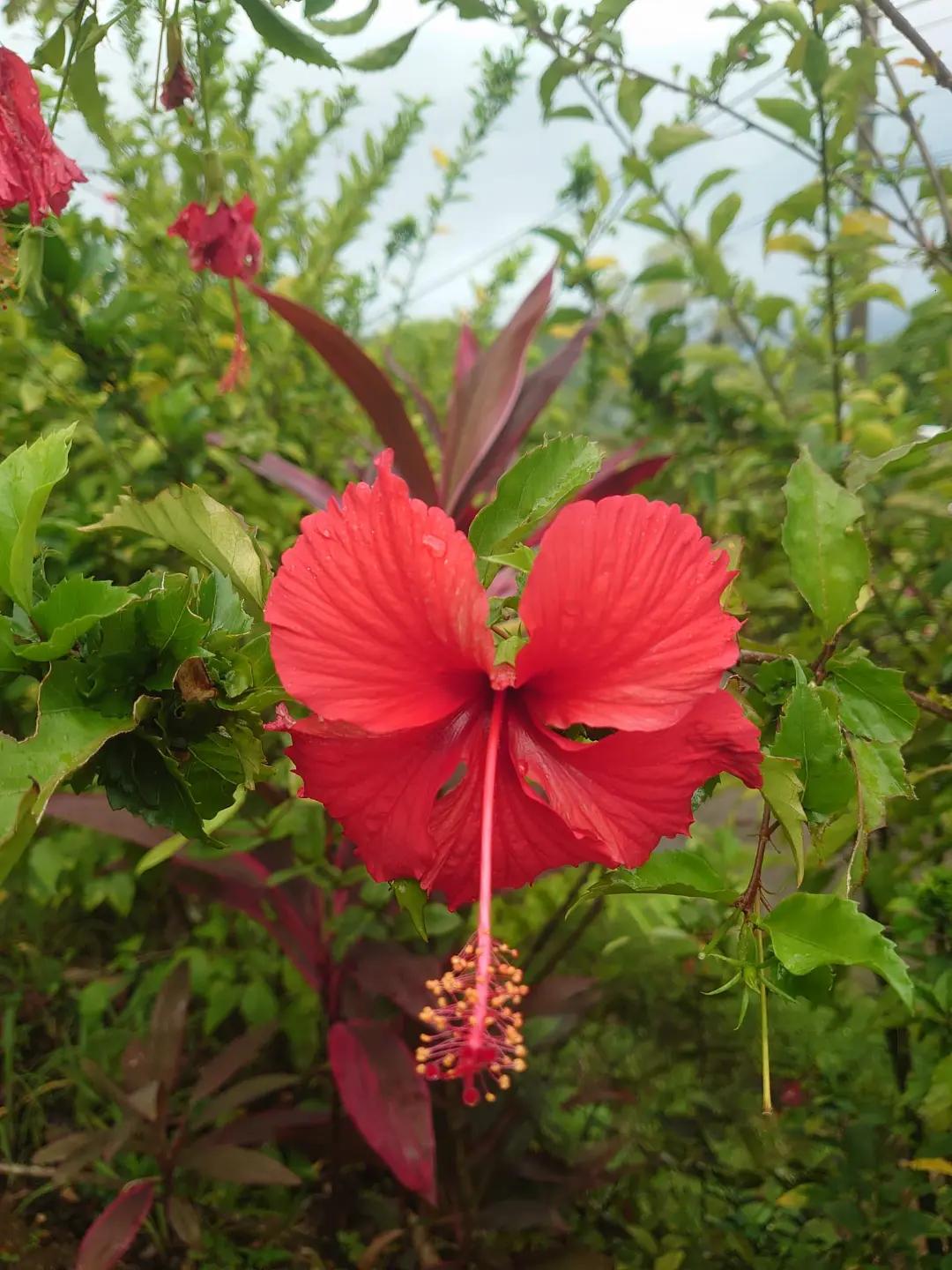@hibiscus 971 🌺