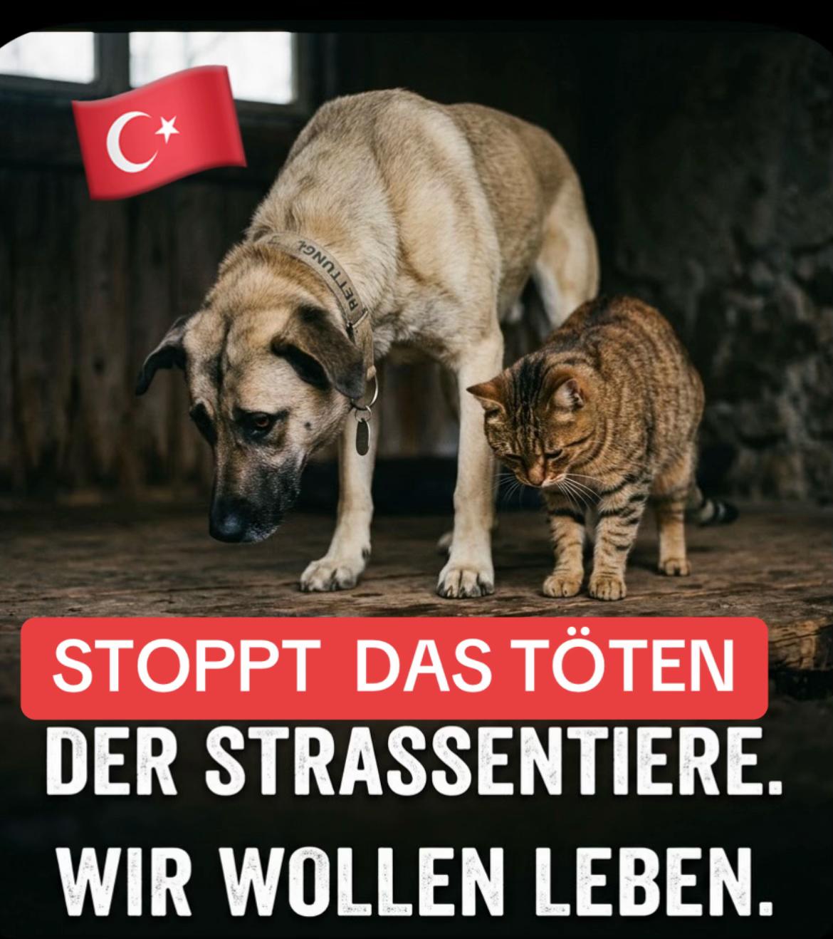 @Lua Team🐈🐕🦺Löwenherz❤️🦁