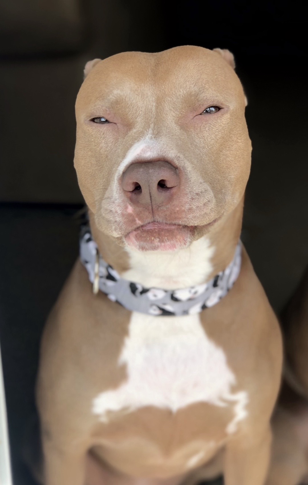 @@knight_thepit