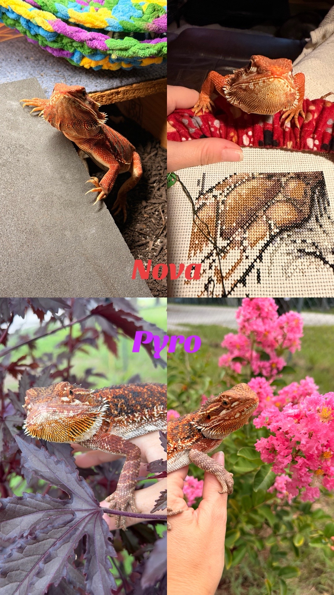 @AMHWildCreations
