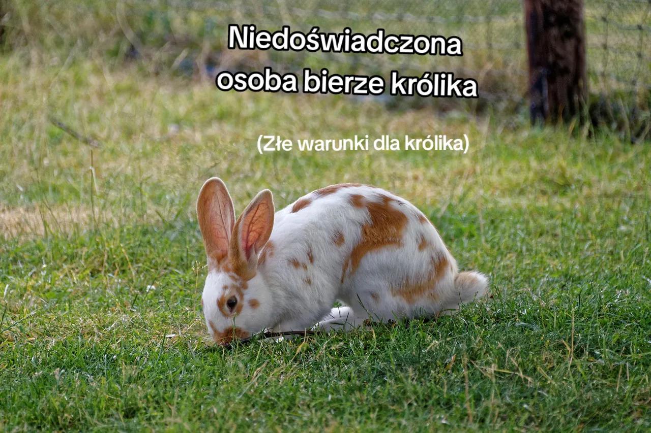 @Kr&oacute;liki