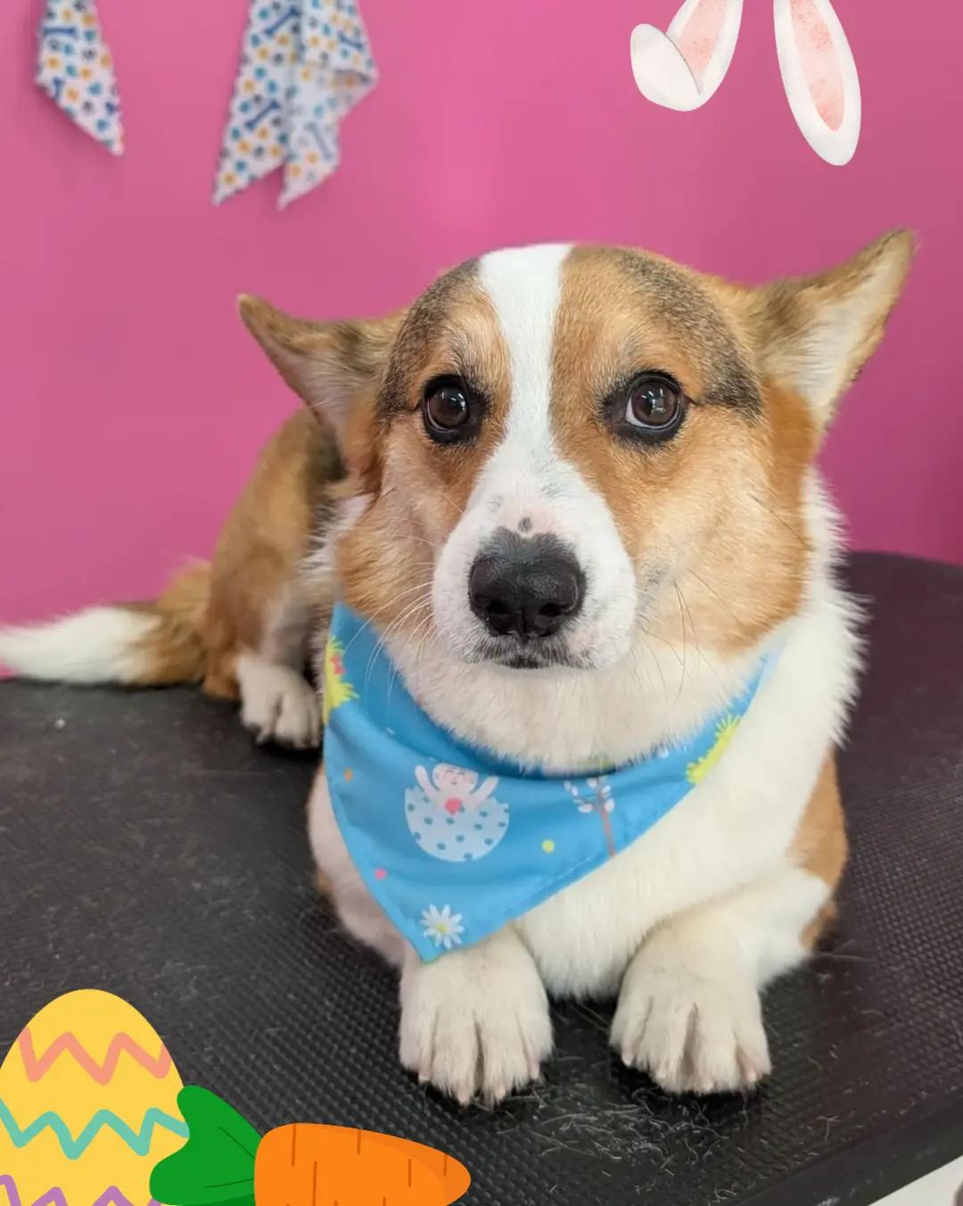 @bubulabapetgrooming