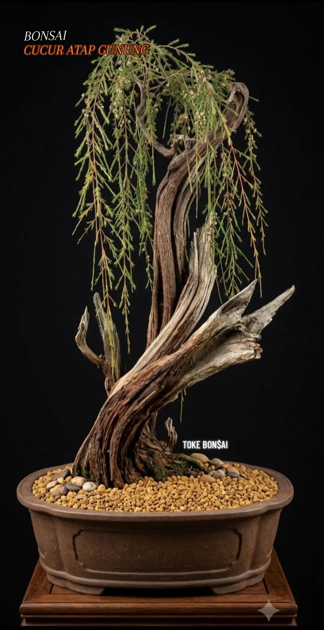 @Toke bonsai galeri