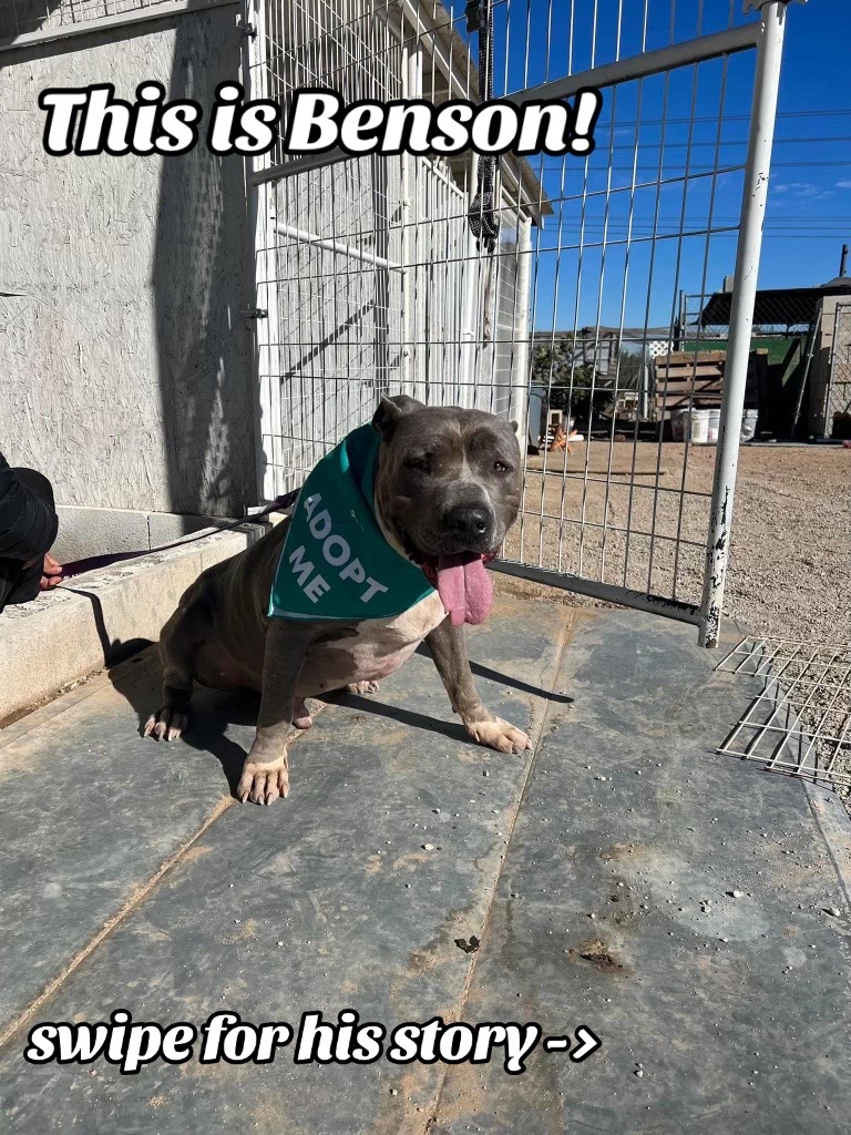 @OC Animal Shelter