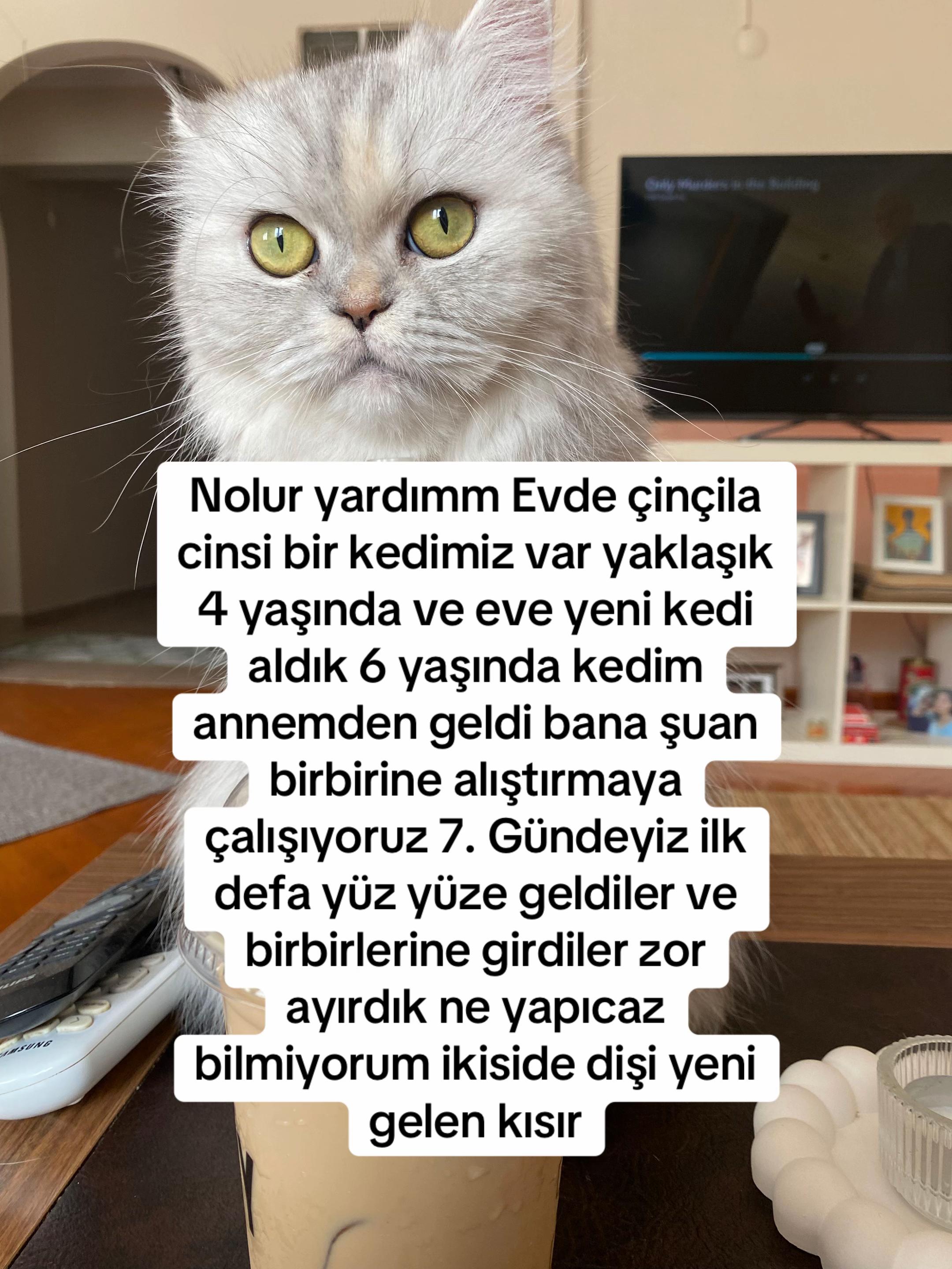 @Rabia Toplugedik