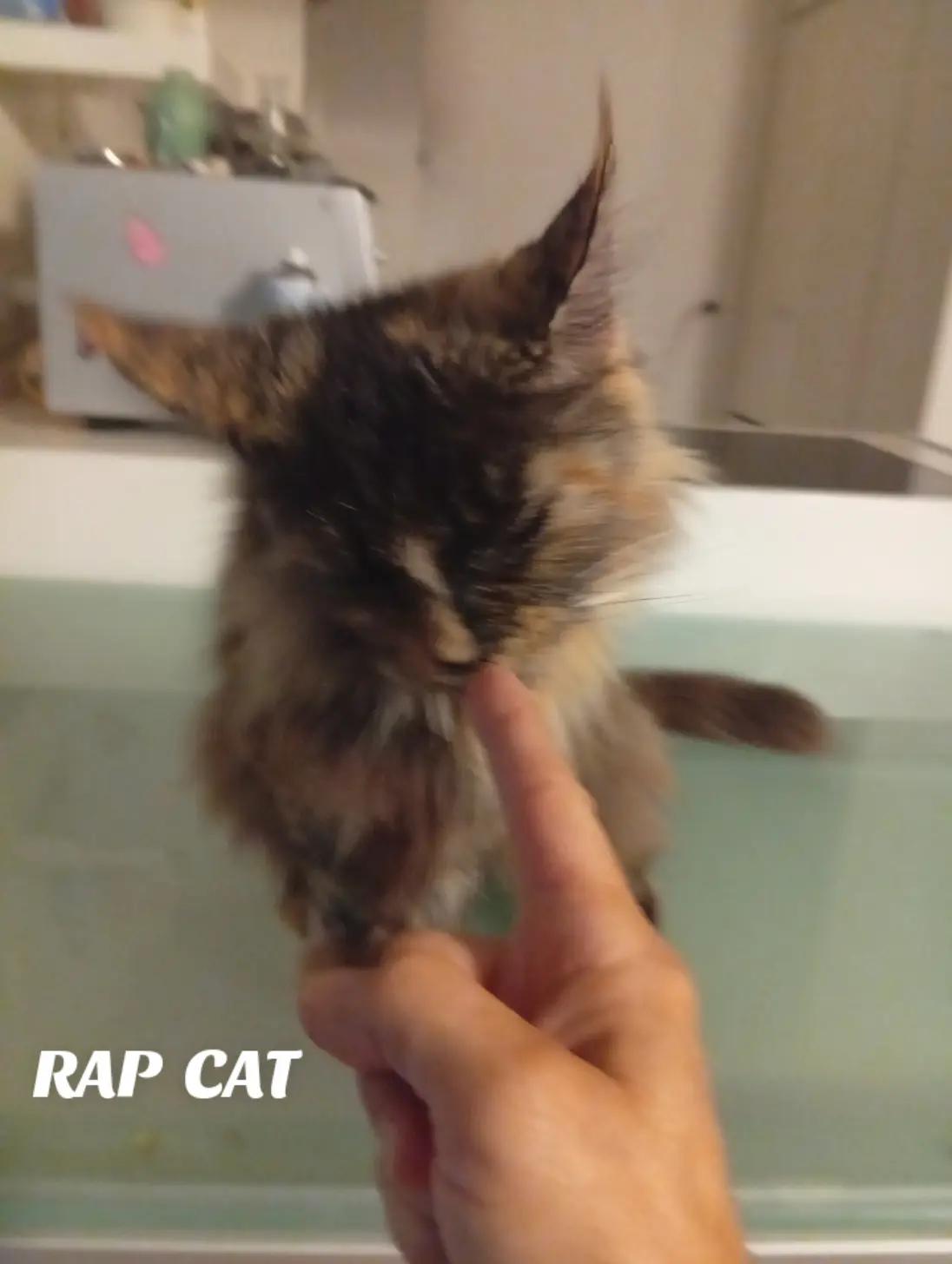 @RAP  CAT