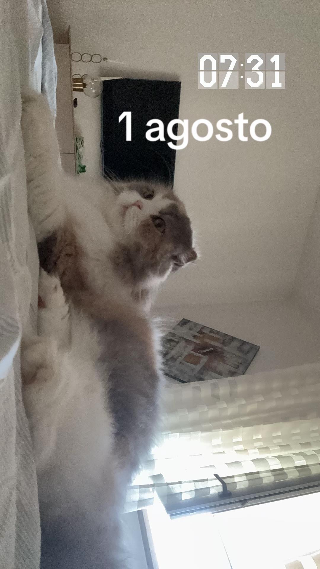 @Dile