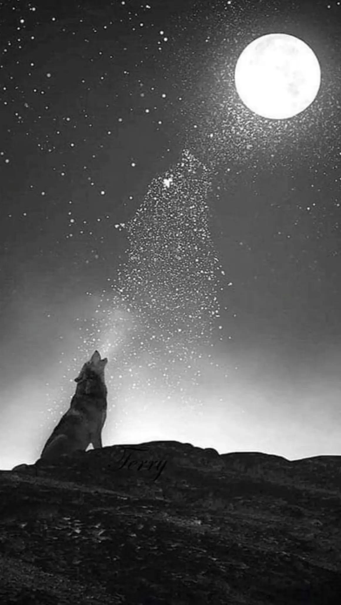 @🐺🗽Crazy Wolf.