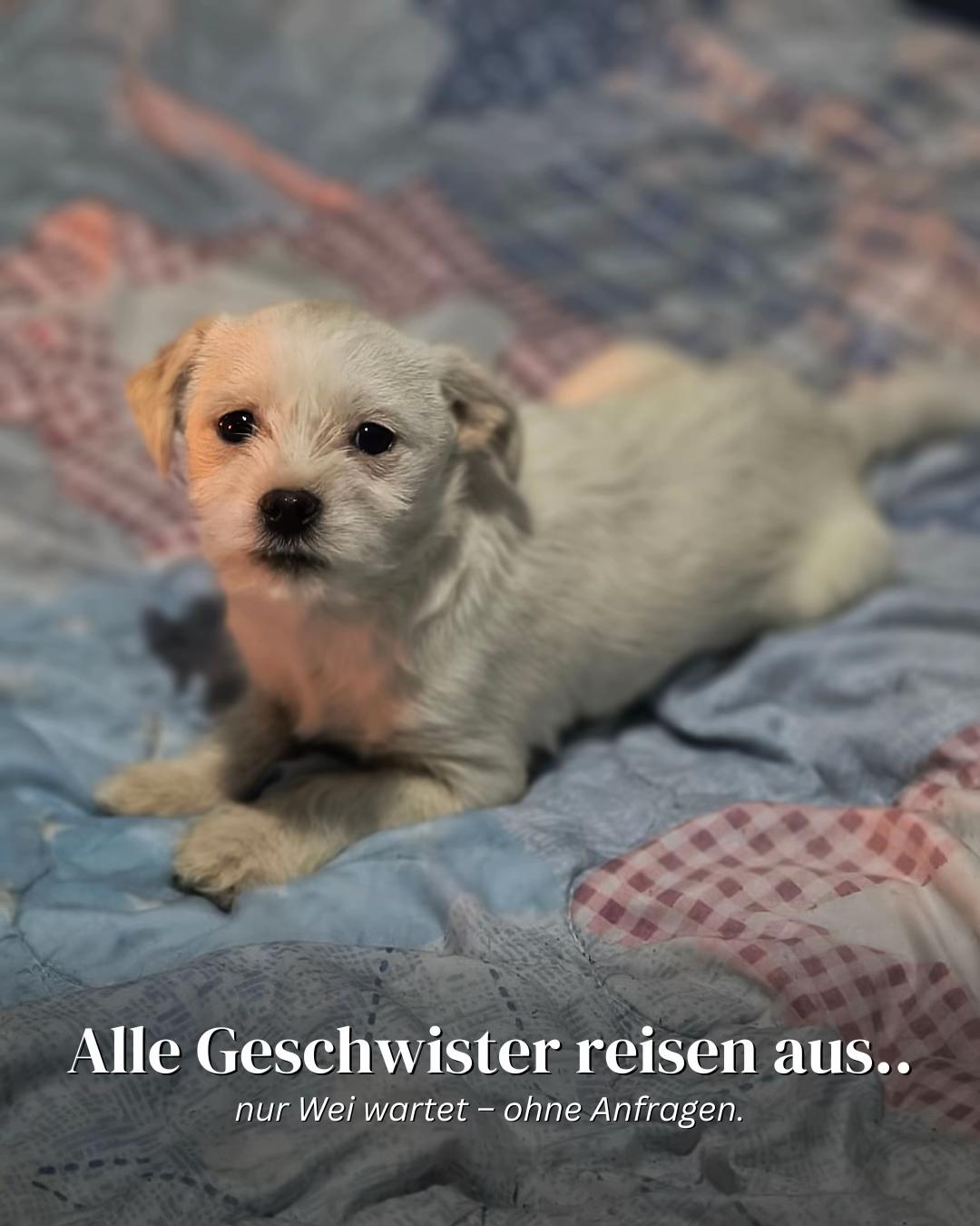 @SpecialDogs e.V.