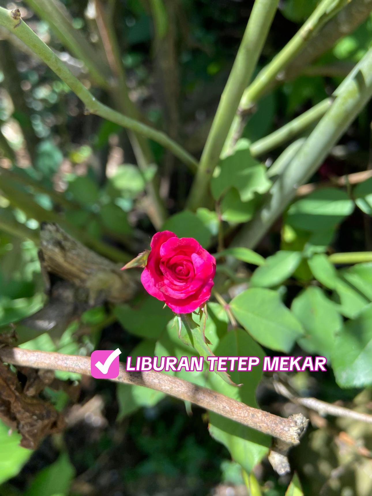 @Rumah Bertiga