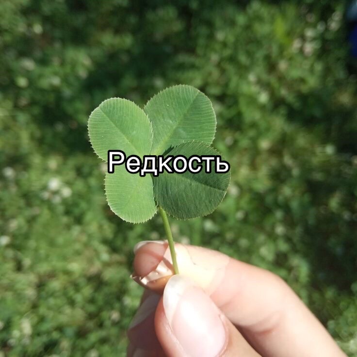 @ddaniev1