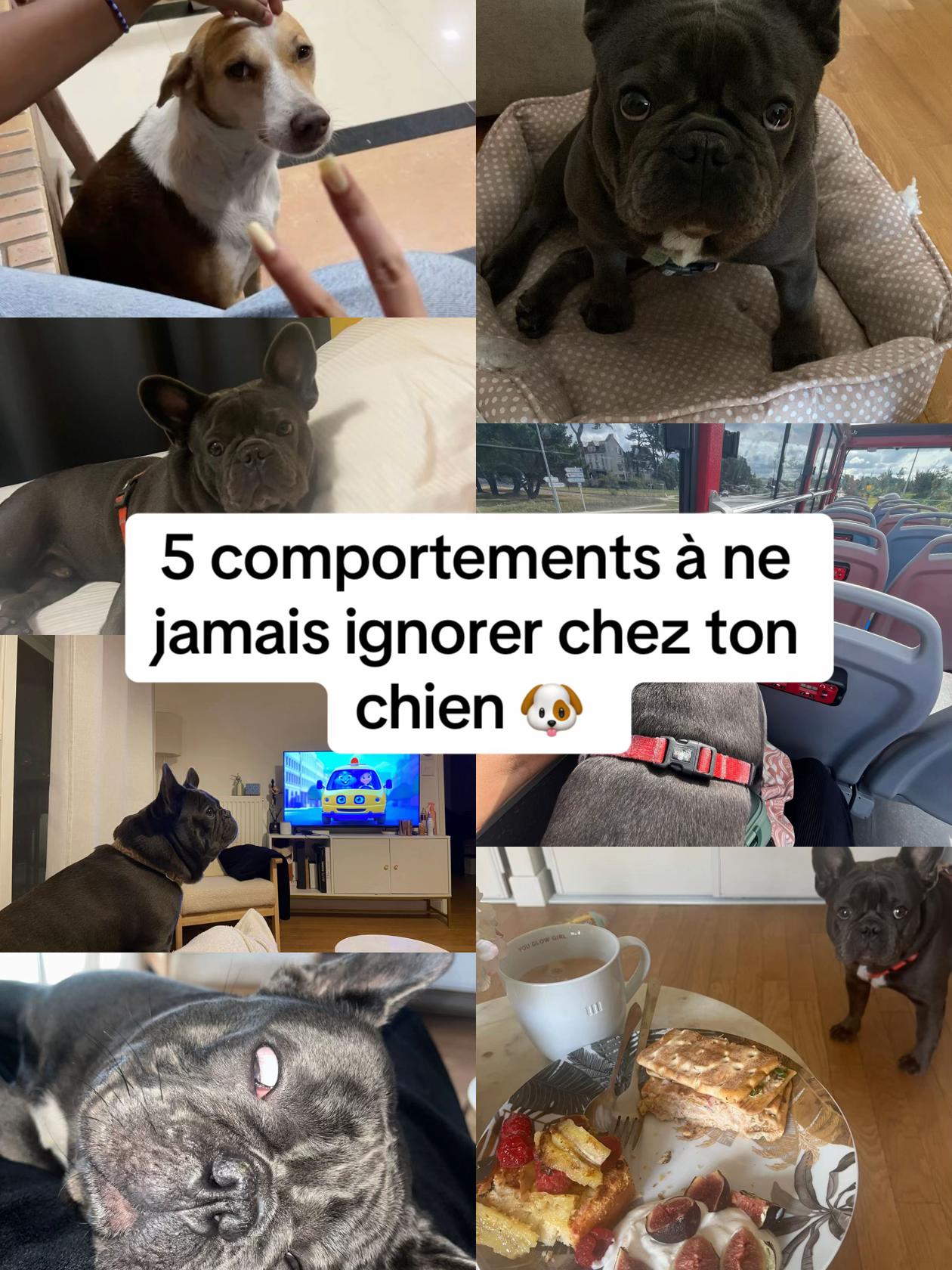 @Sunny Le Frenchie 🐾🌞