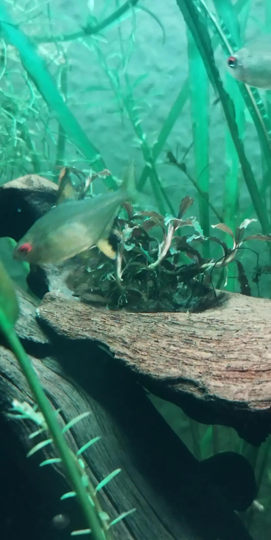@Joker,s Aquarienwelt