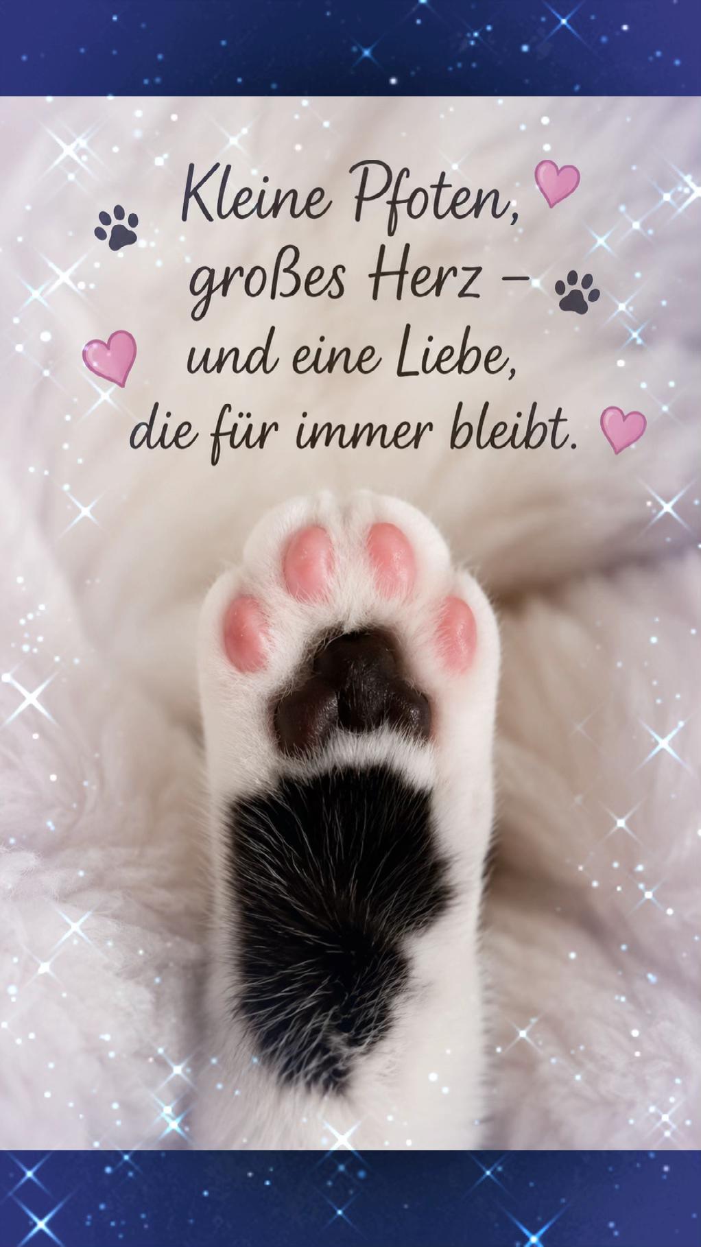 @caroStar
