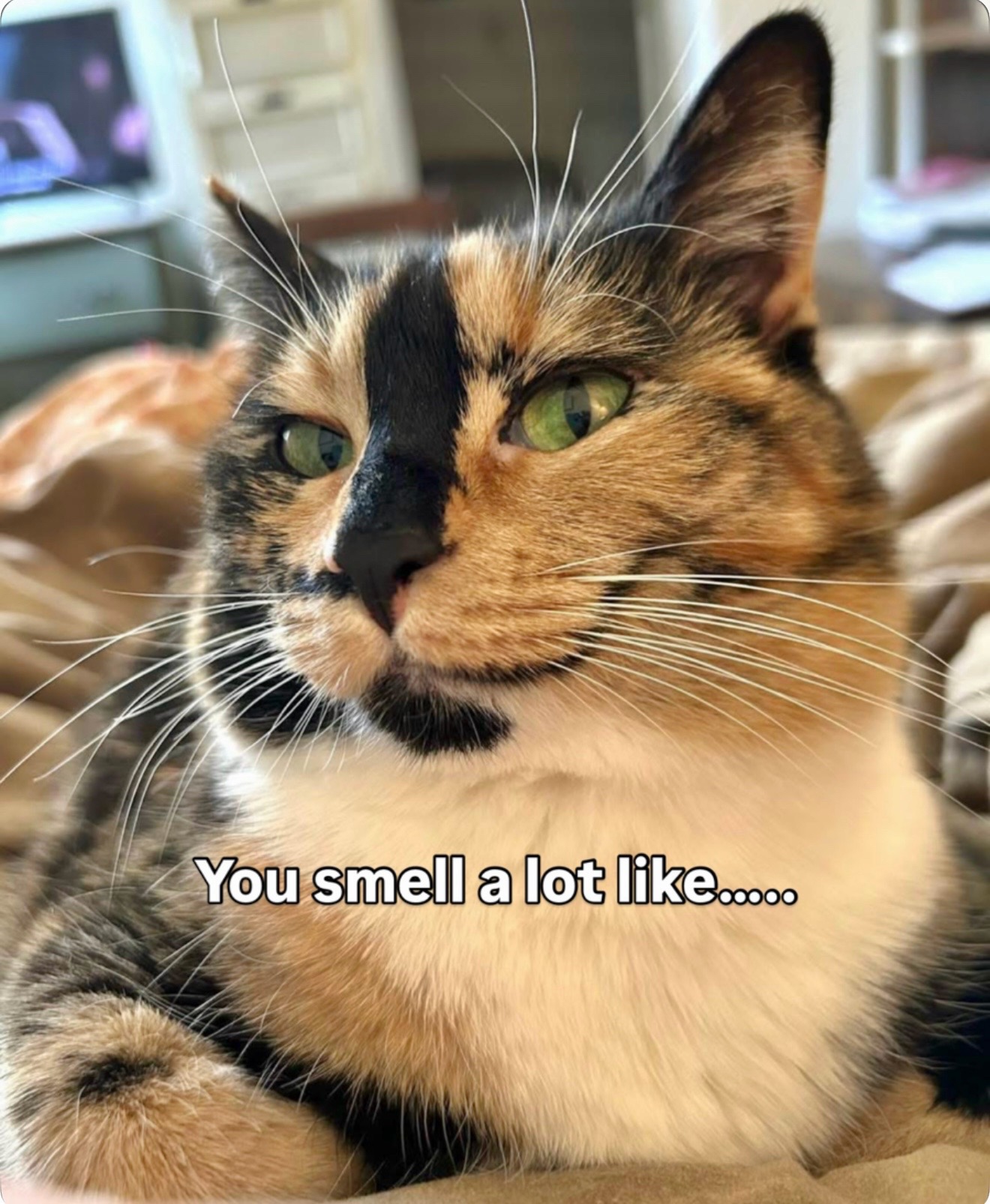 @SnickersTheSmilingCat