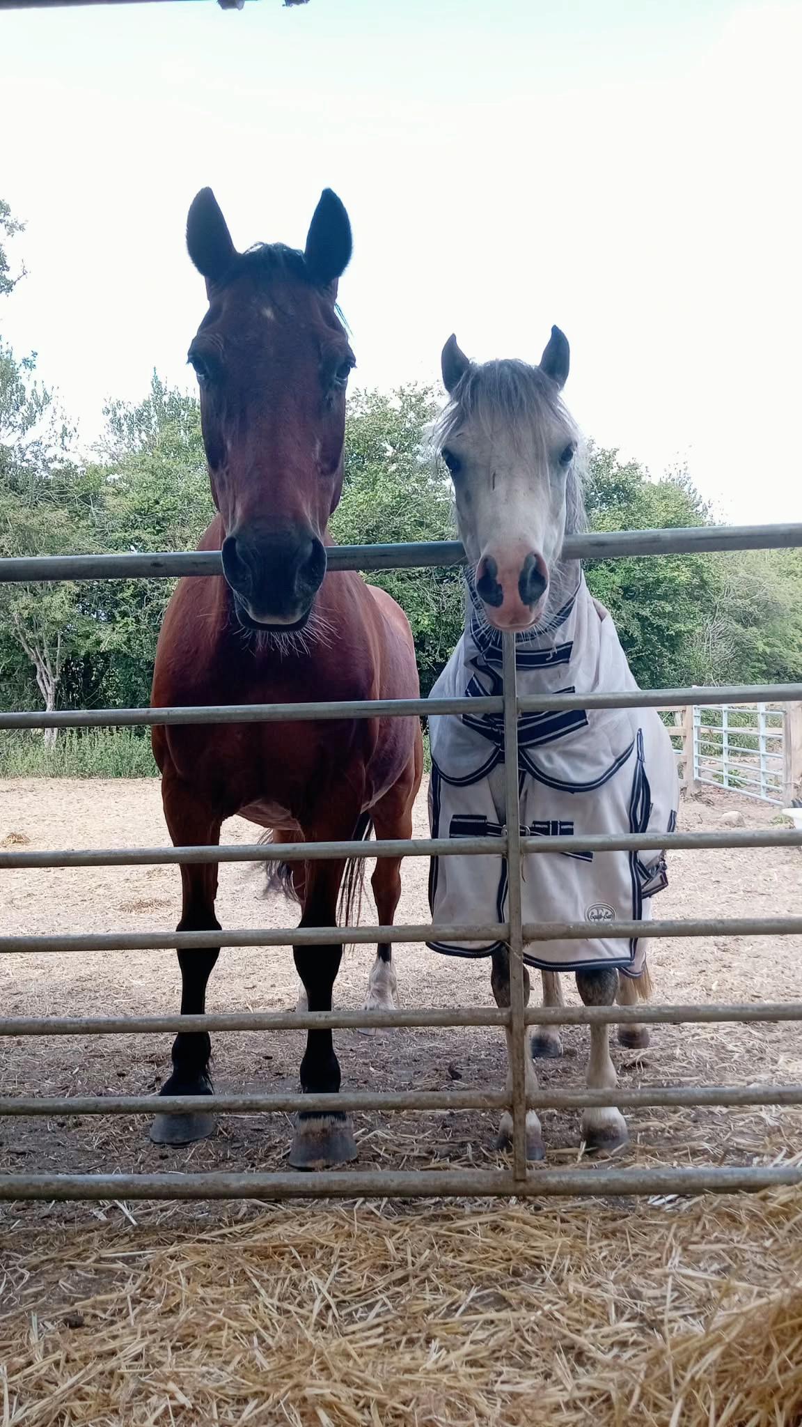 @Moor Farm Stables