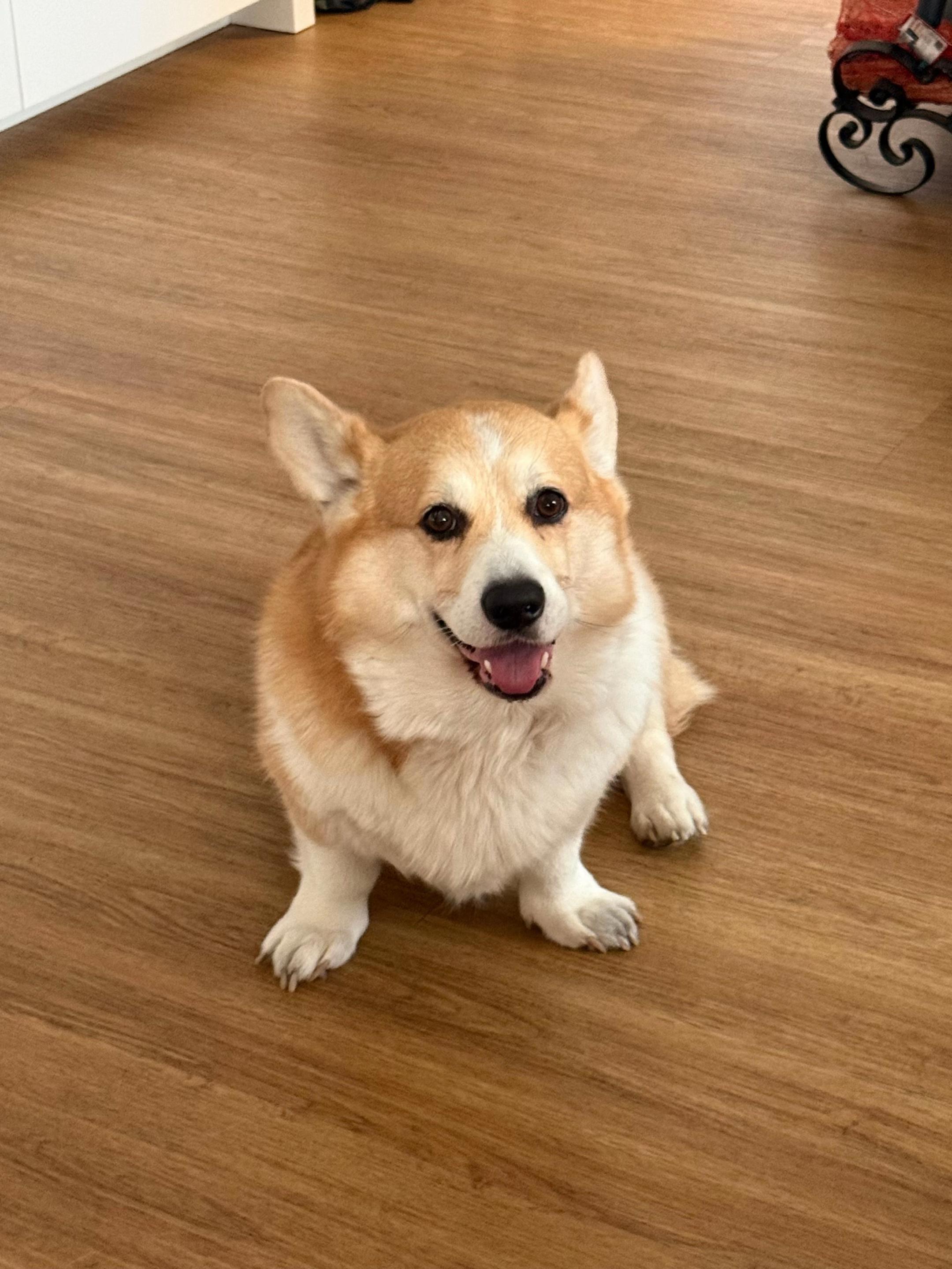@Cheddar the Corgi
