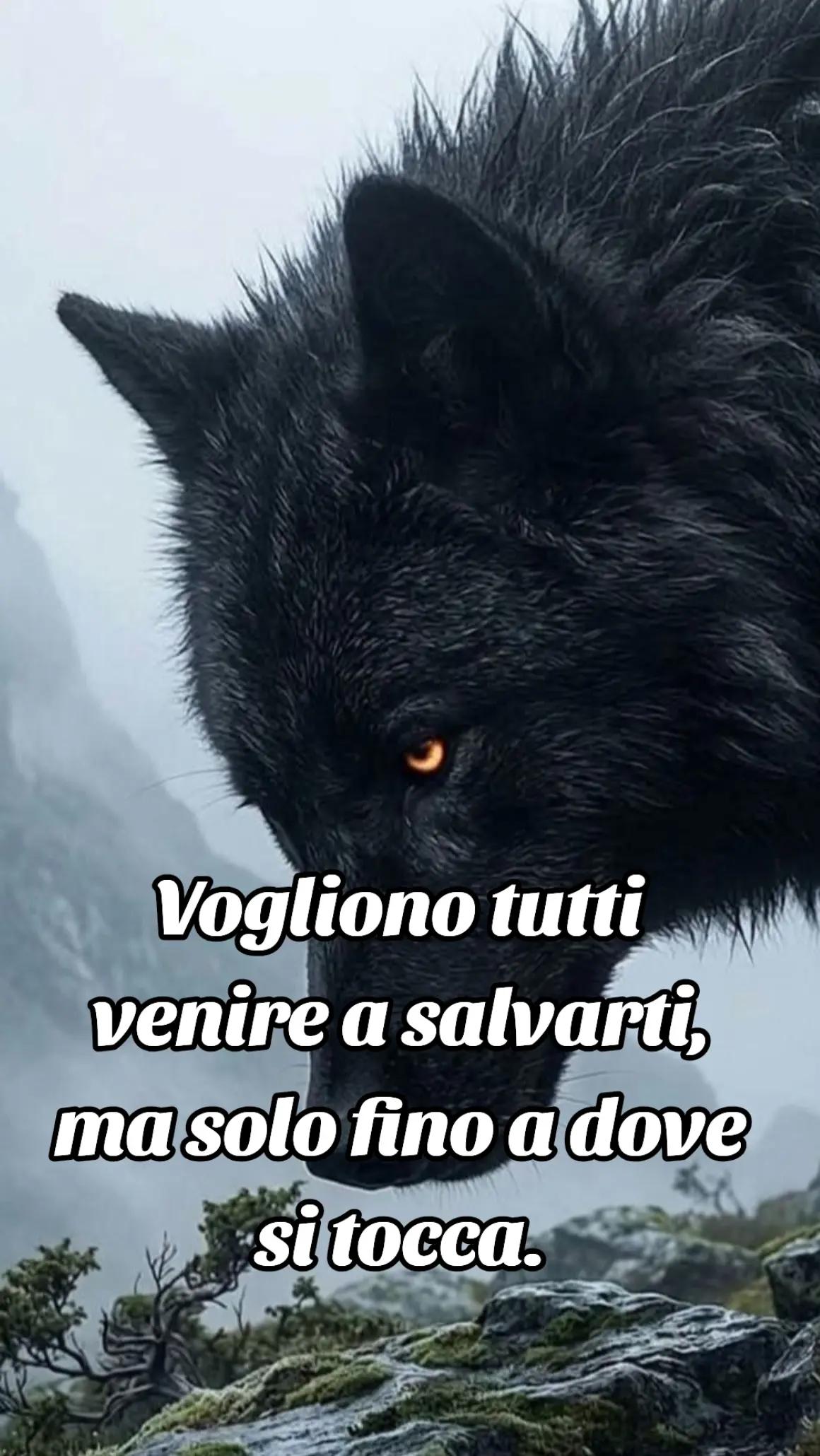 @🐺🗽Crazy Wolf.