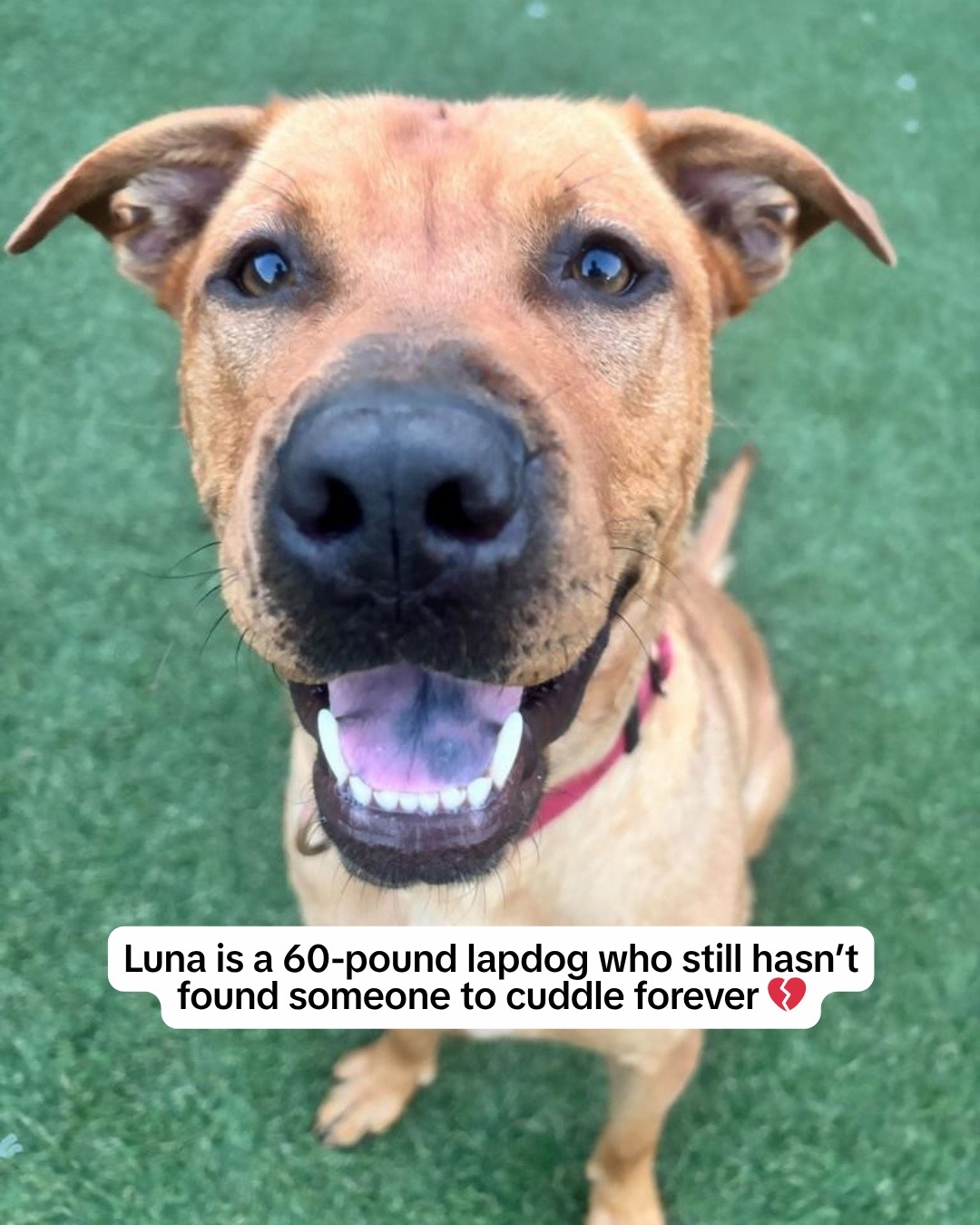 @Adopt a Pet