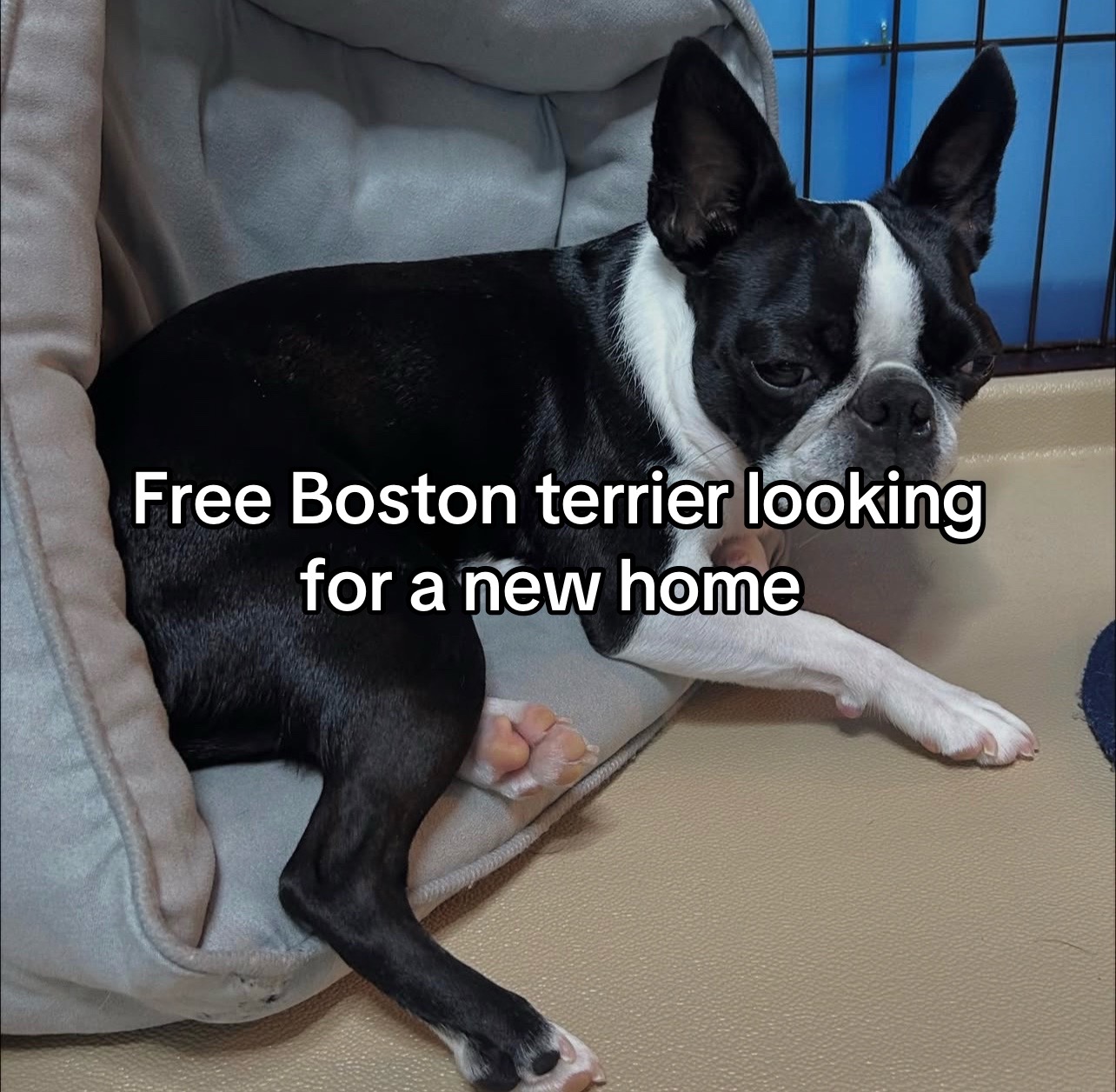 @Boston terriers puppies