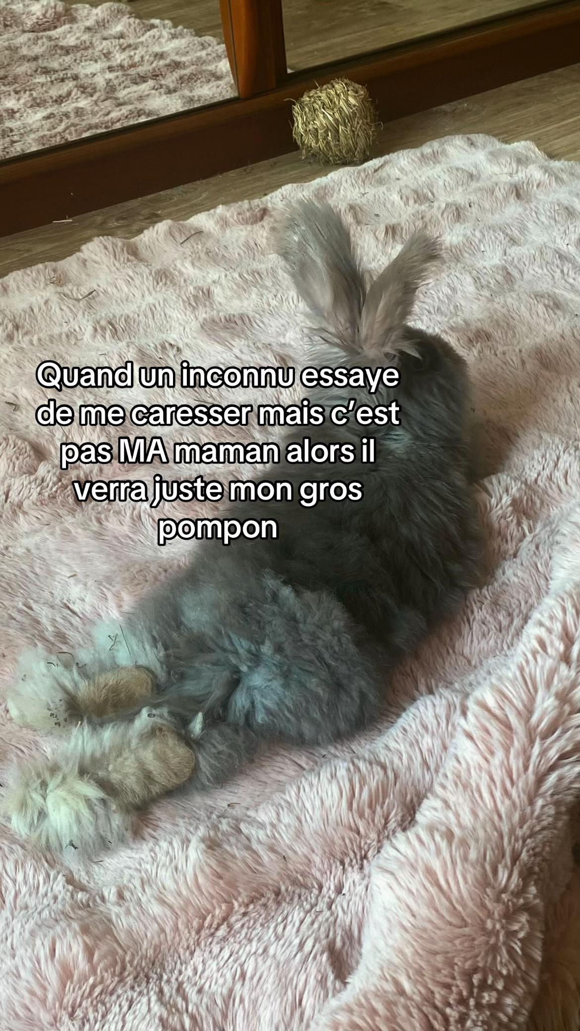 @Mes lapinouchs 🐰🐹
