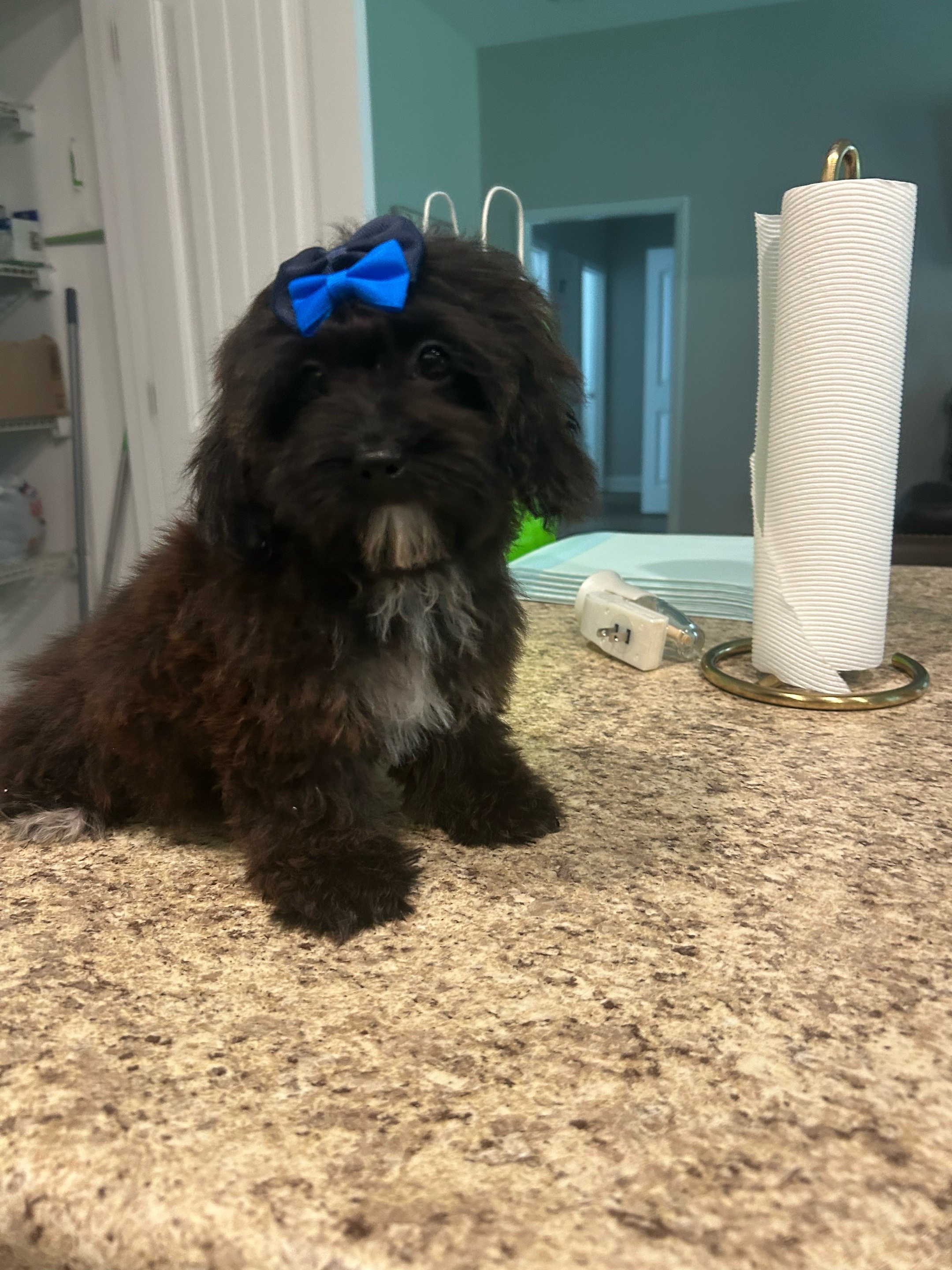 @Shortcake_kennel_2