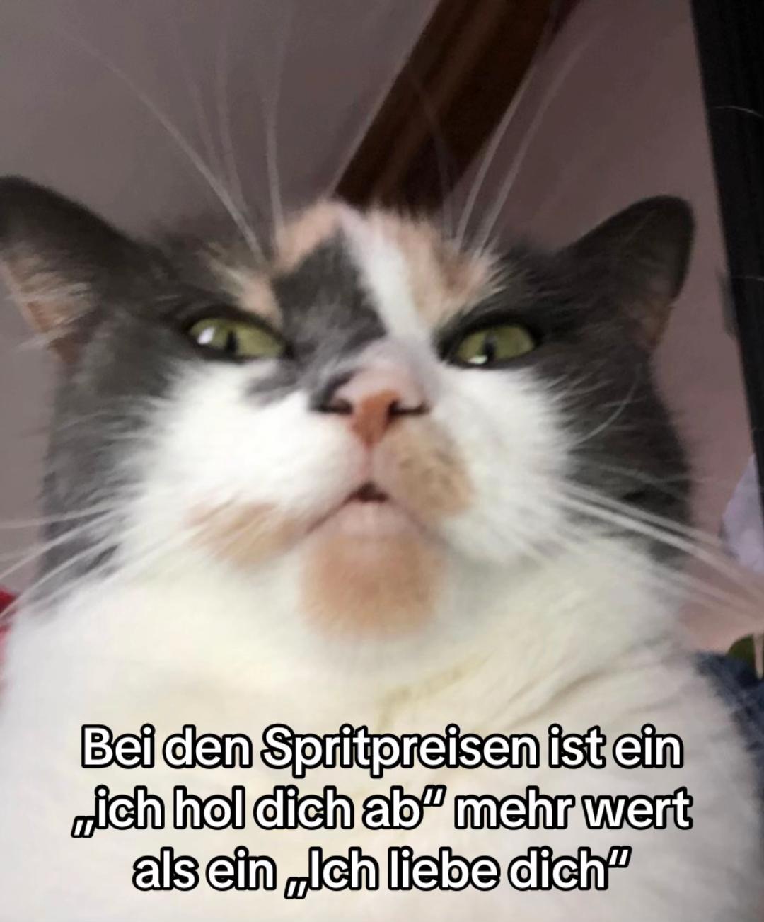 @POVs mit Rambo&Mausi