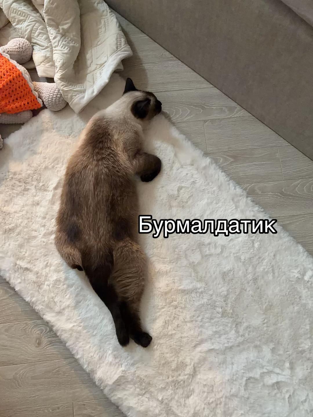 @tomachka_61
