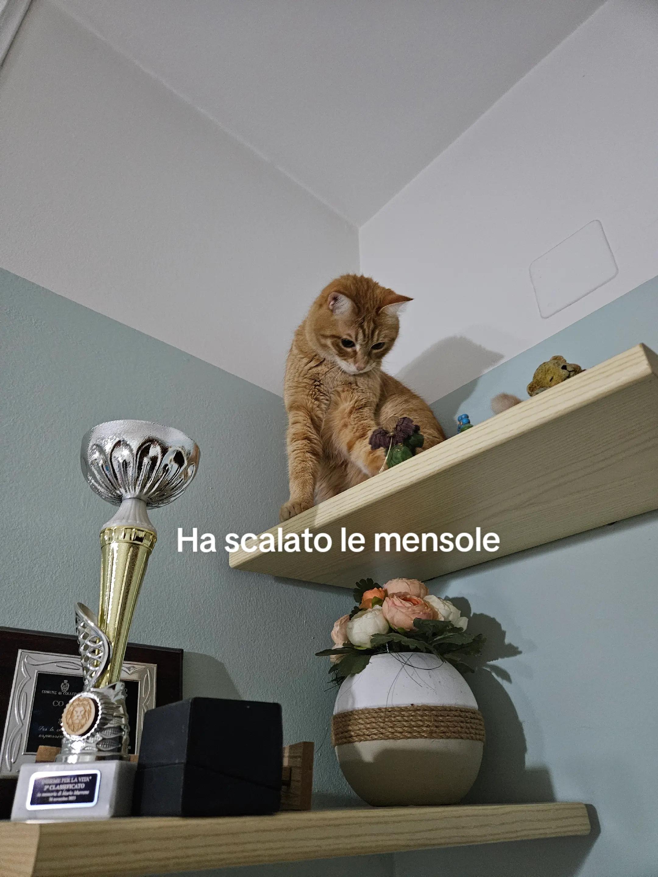 @Sara Sole