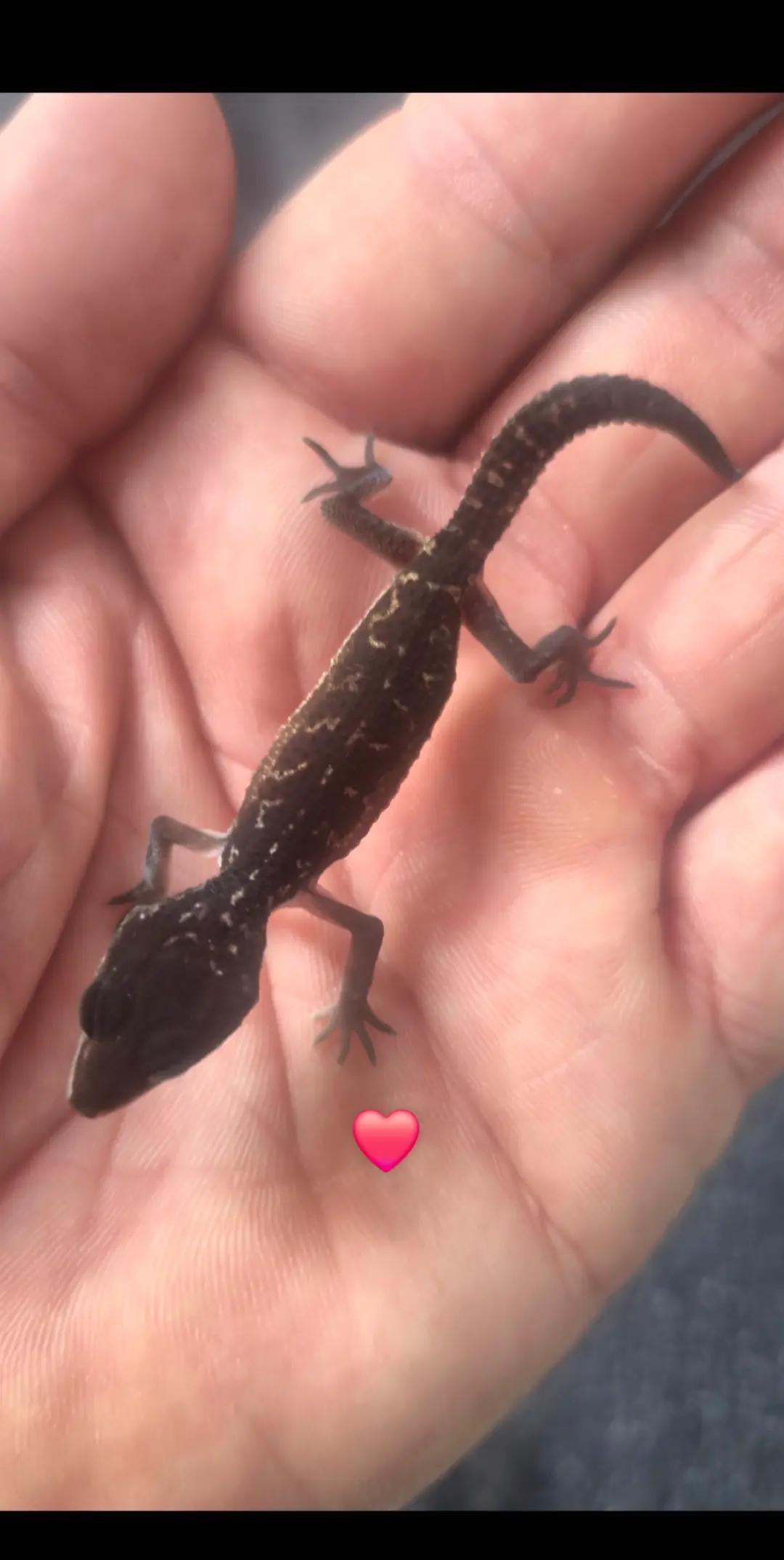 @Dodusaurus