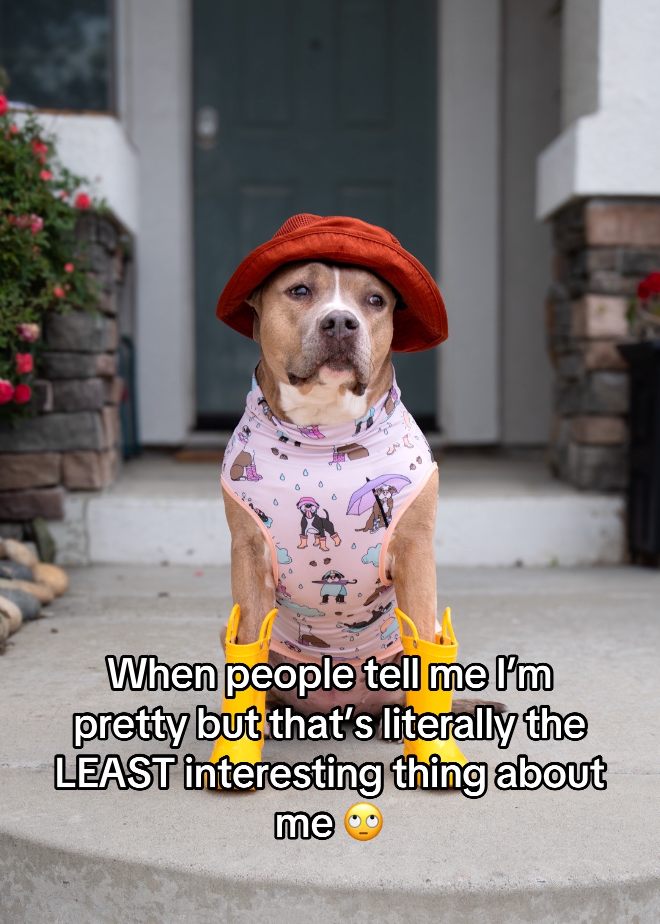 @Indie.pittie