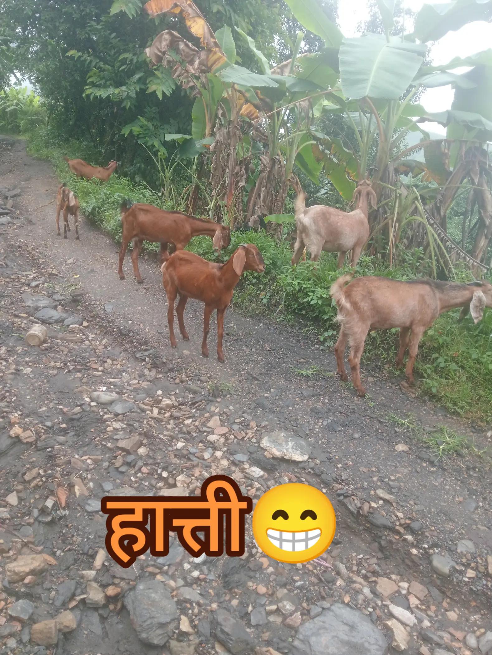 @बस्नेत काजी👨&zwj;💻🇳🇵🇳🇵