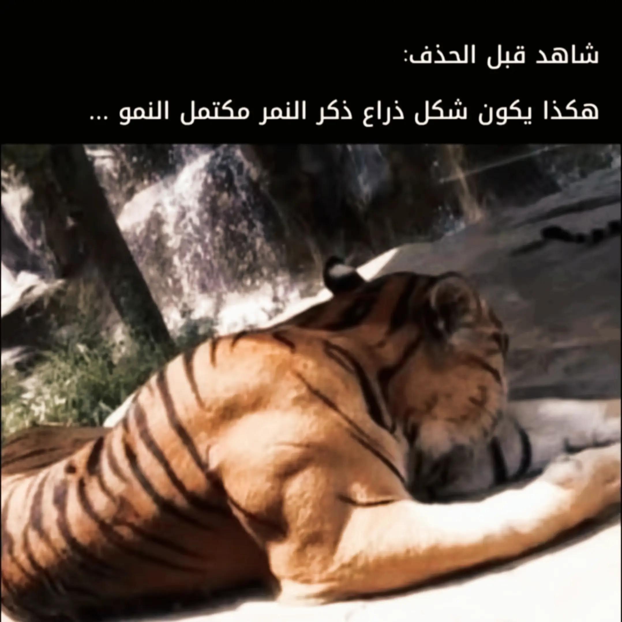 @Tlailia raouf