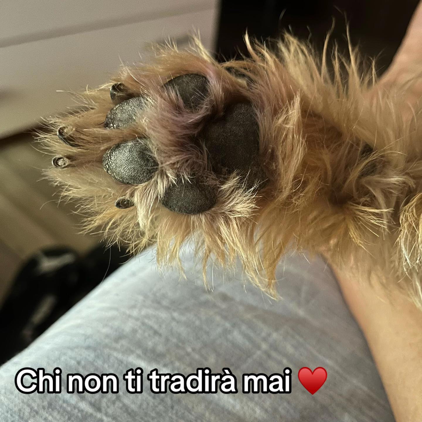 @Tanya Volontaria Animalista