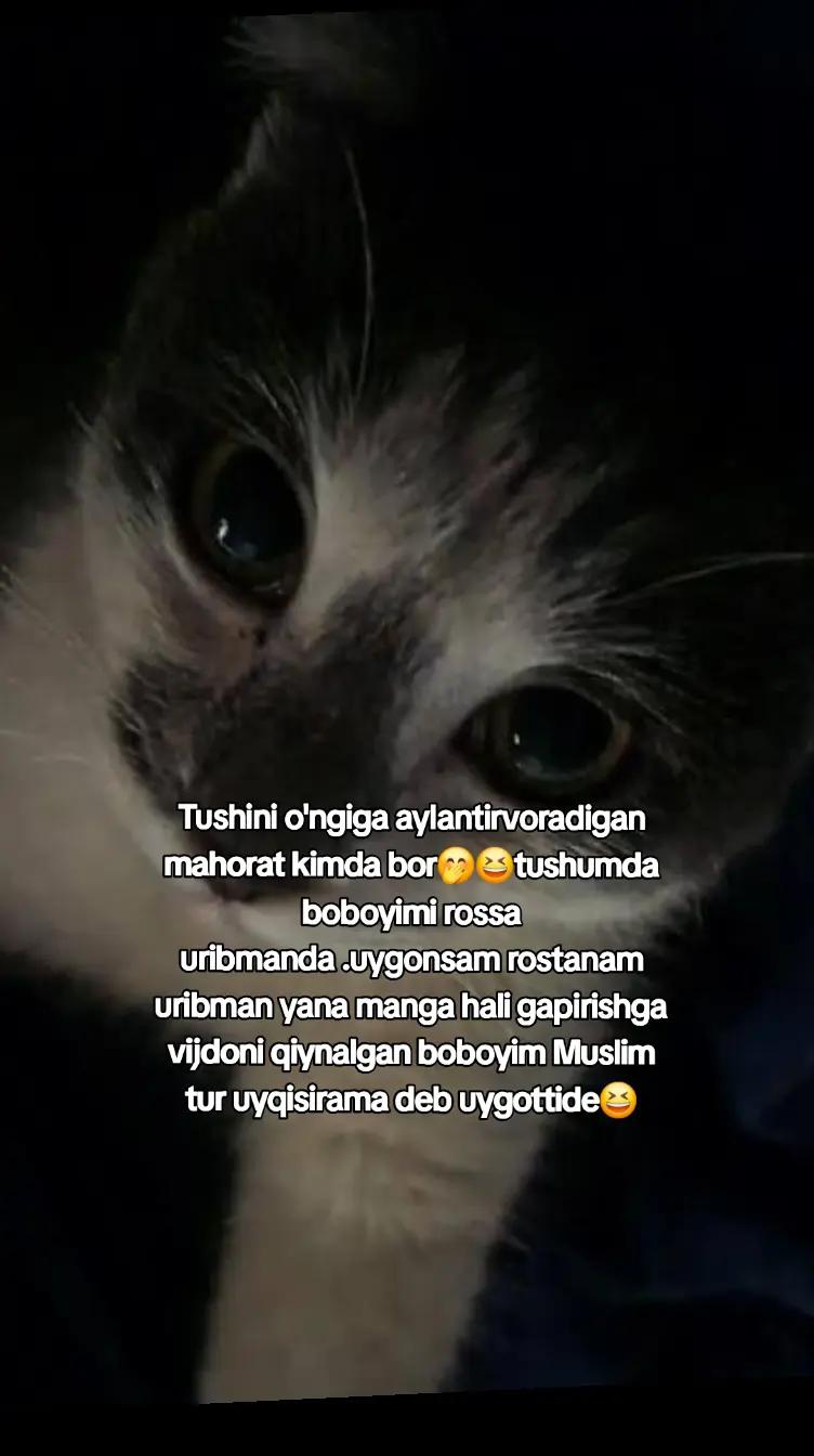 @Kulochok Oyi