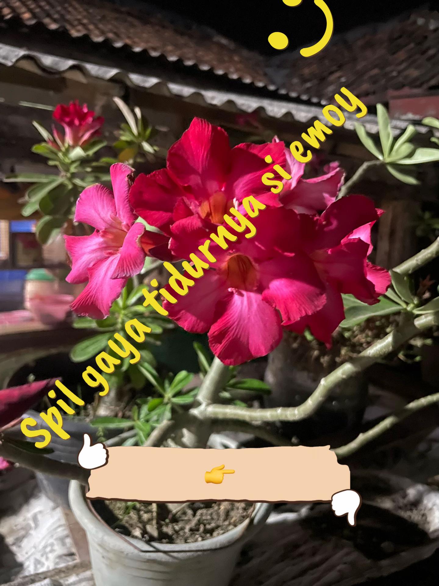 @🌺🌹Mawar
