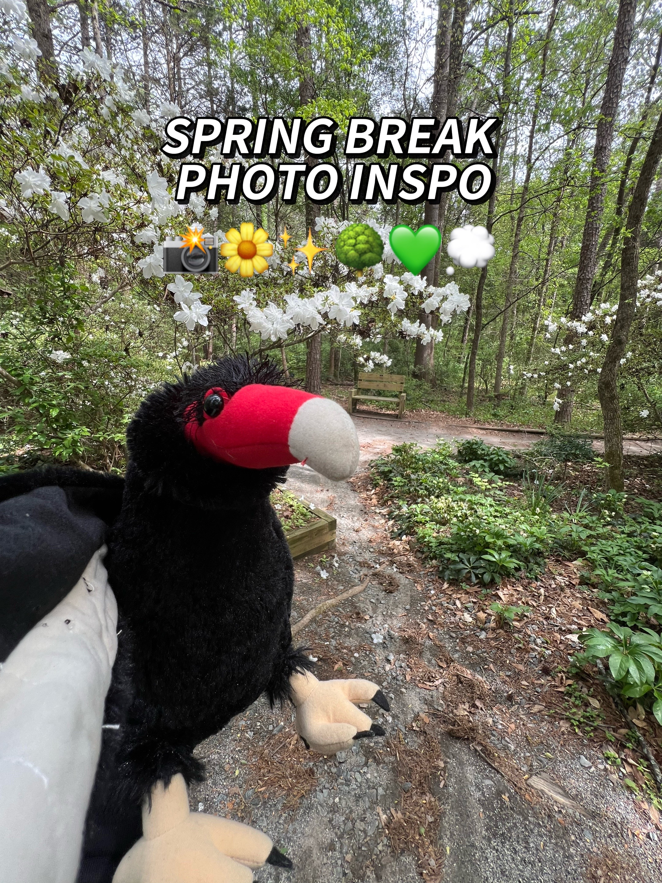 @Carolina Raptor Center