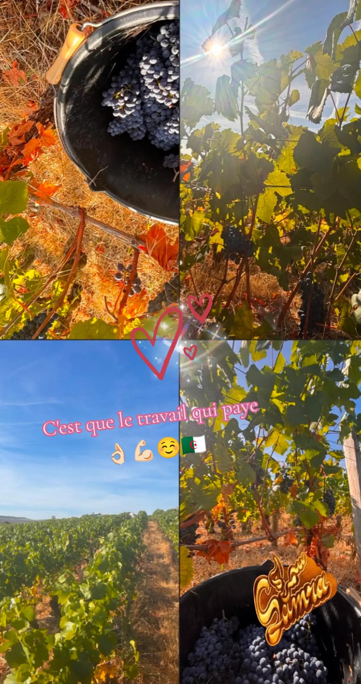 @🦅👑𓄂ᬼᬼ༻👑ⓈⒶⓂⓇⒶ👑༺𓆩♓𓆪